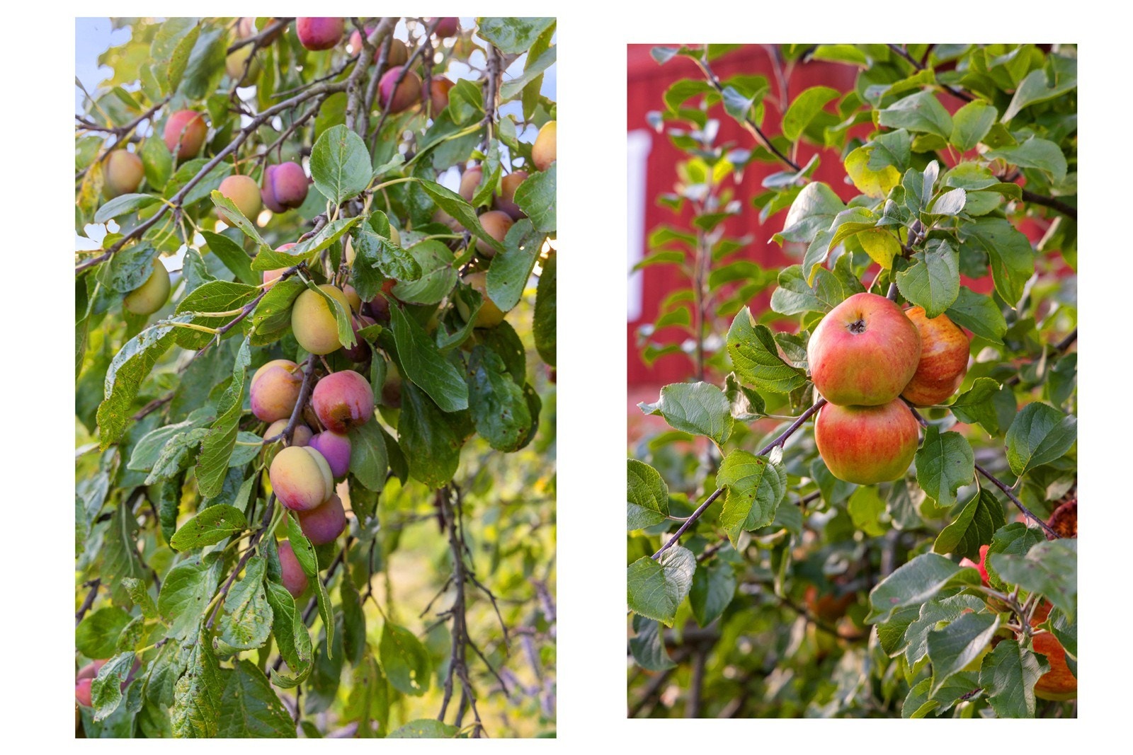 I hagen er det frukttrær med både plommer og epler. Galleribilde