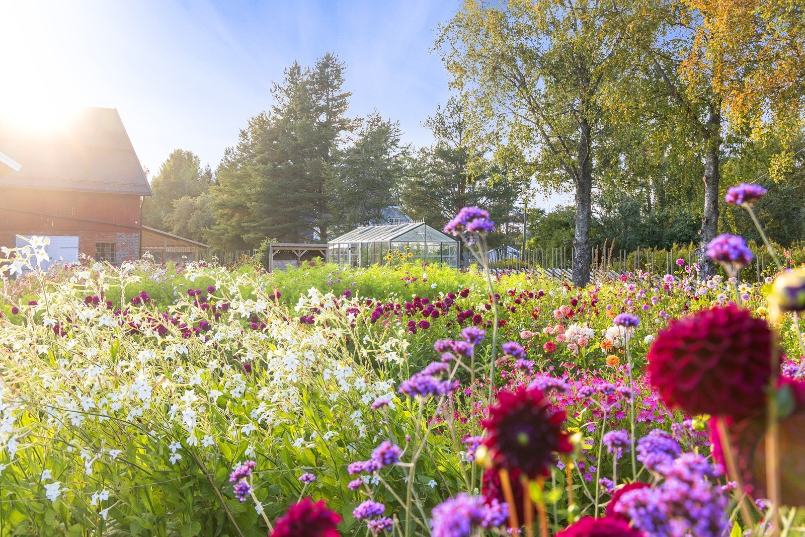Nydelig blomstereng. Galleribilde