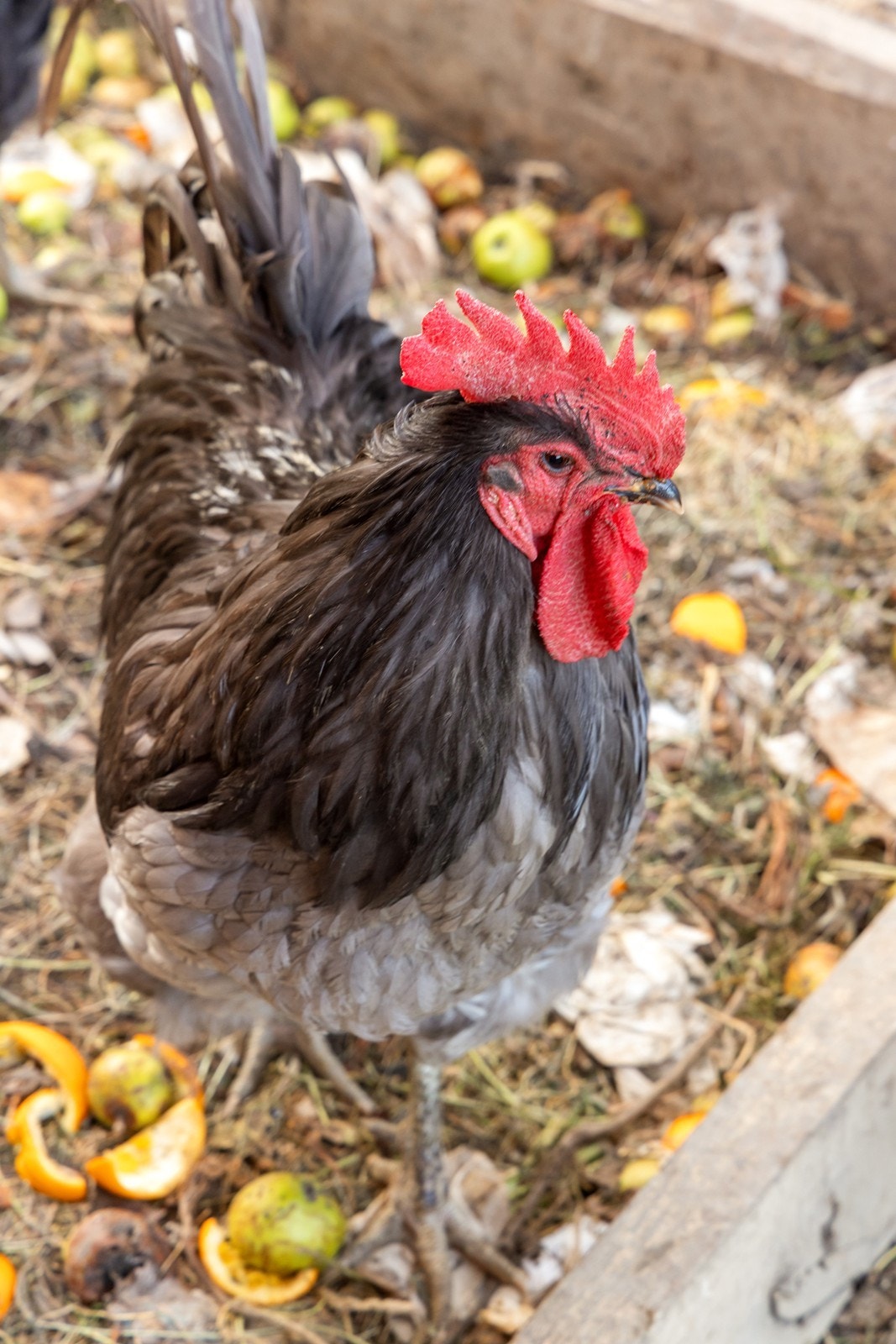 Landlig sjarm -Et sted hvor både mennesker og høner kan trives! Galleribilde