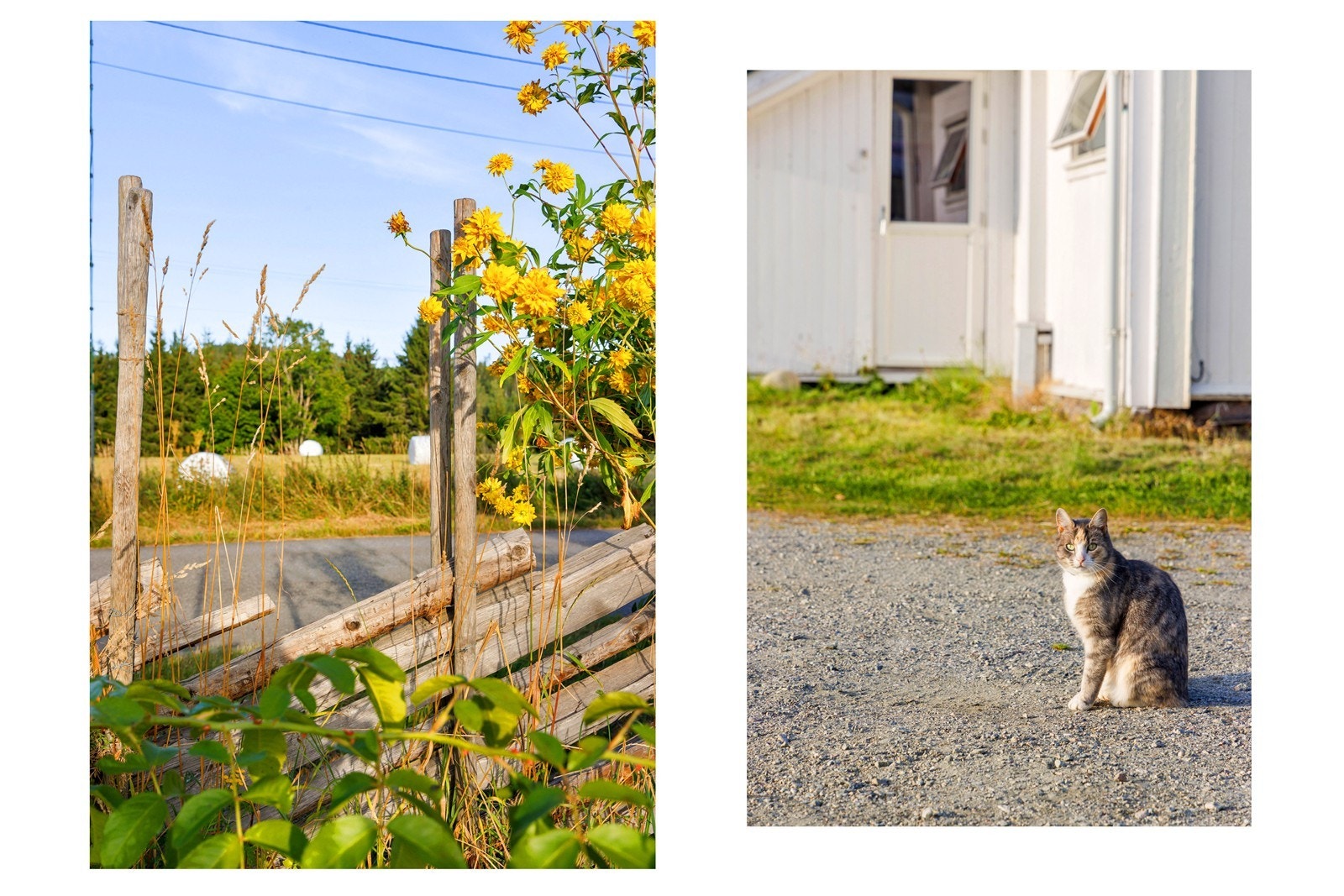 Her kan dyr og mennesker leve i ett med naturen. Galleribilde