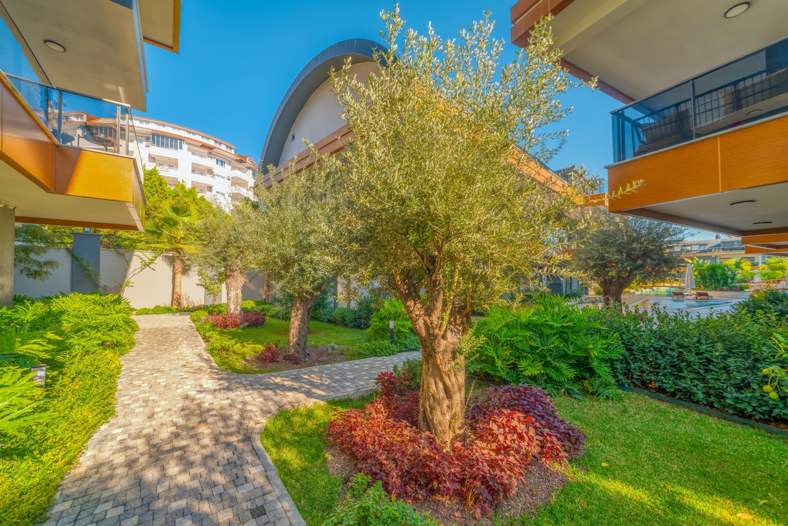 Garden area with olive trees Galleribilde