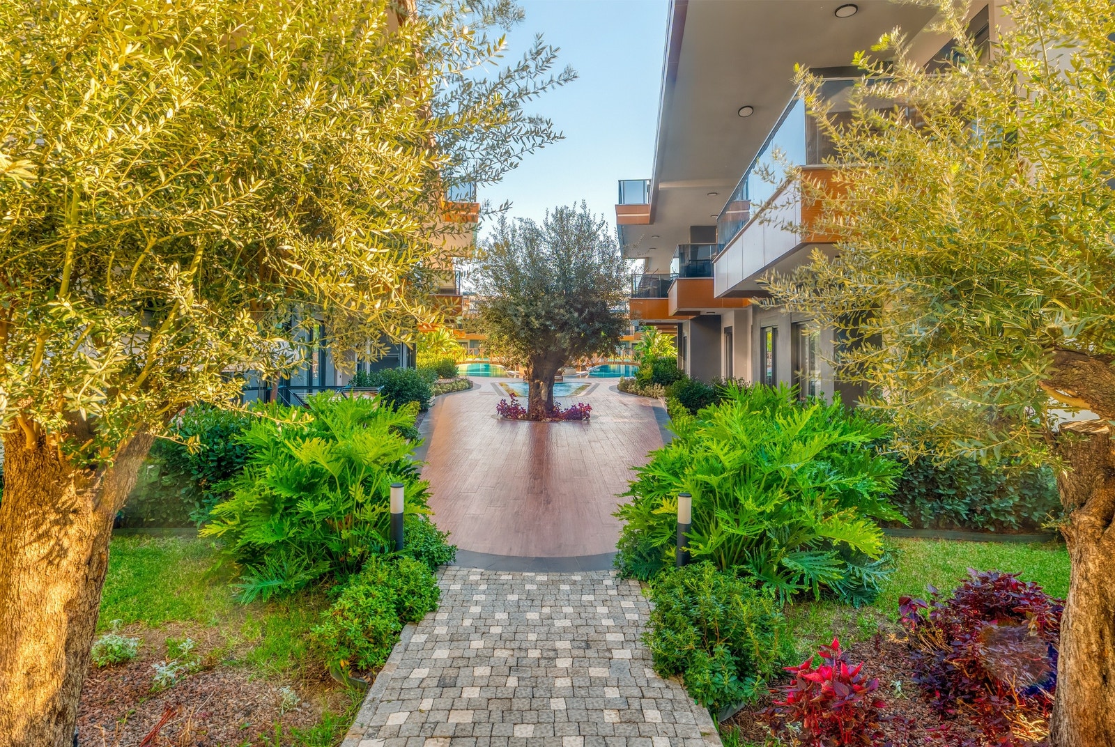 Garden area with olive trees Galleribilde
