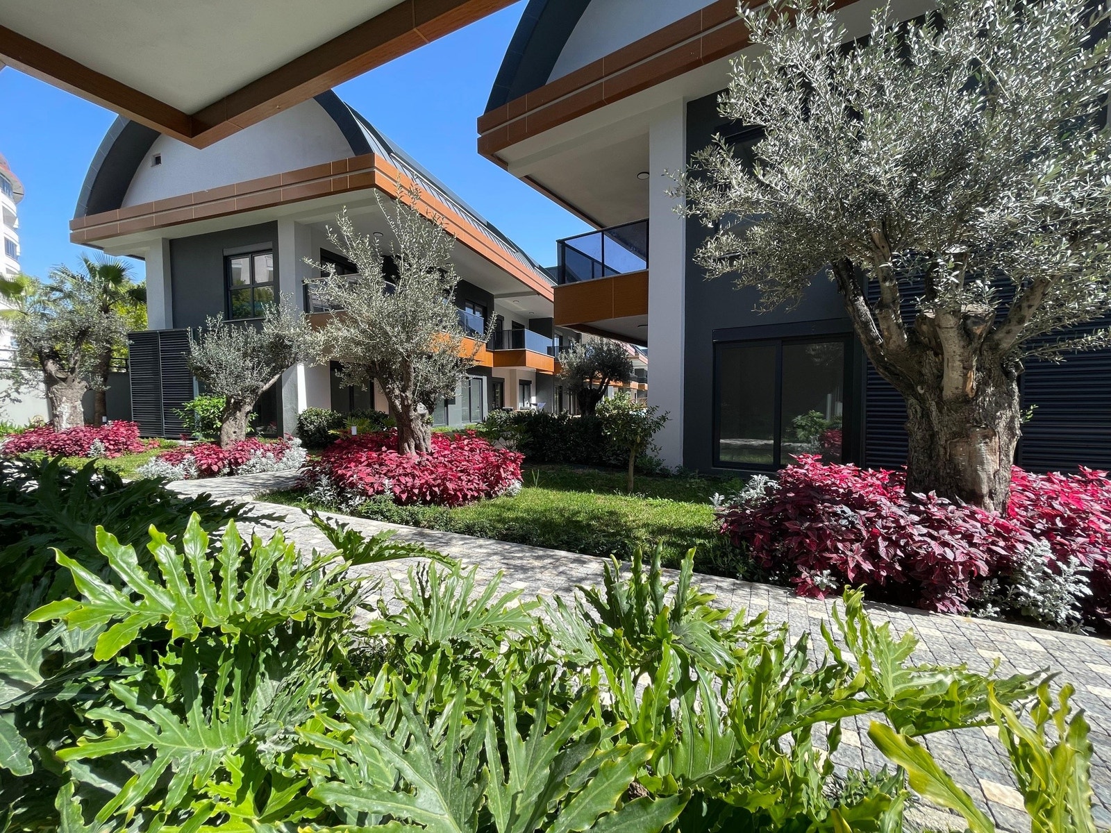 Garden with olive trees Galleribilde