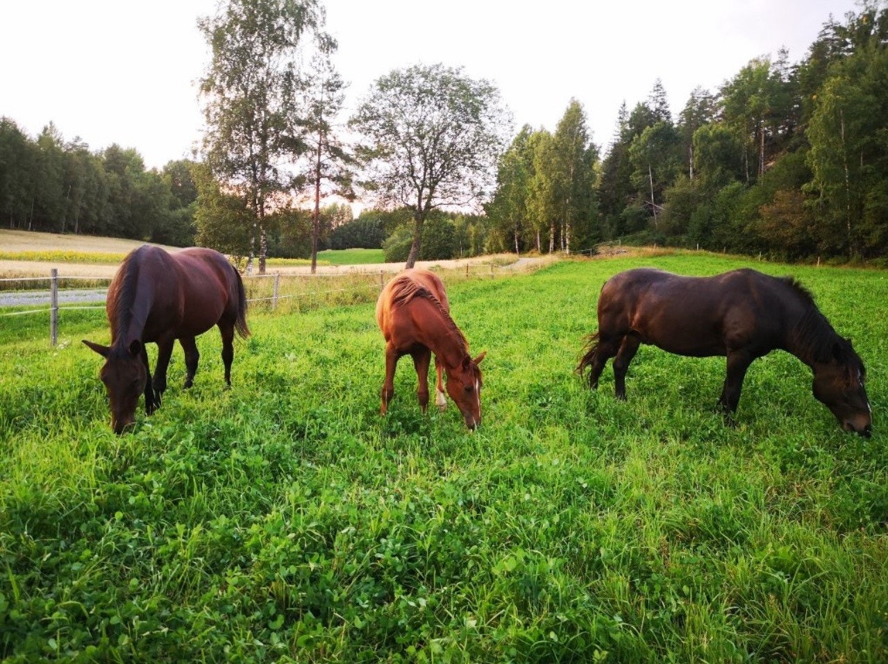 Eiendommen er godt egnet til hestehold med stallplasser, ridebane og beiteområder. Galleribilde