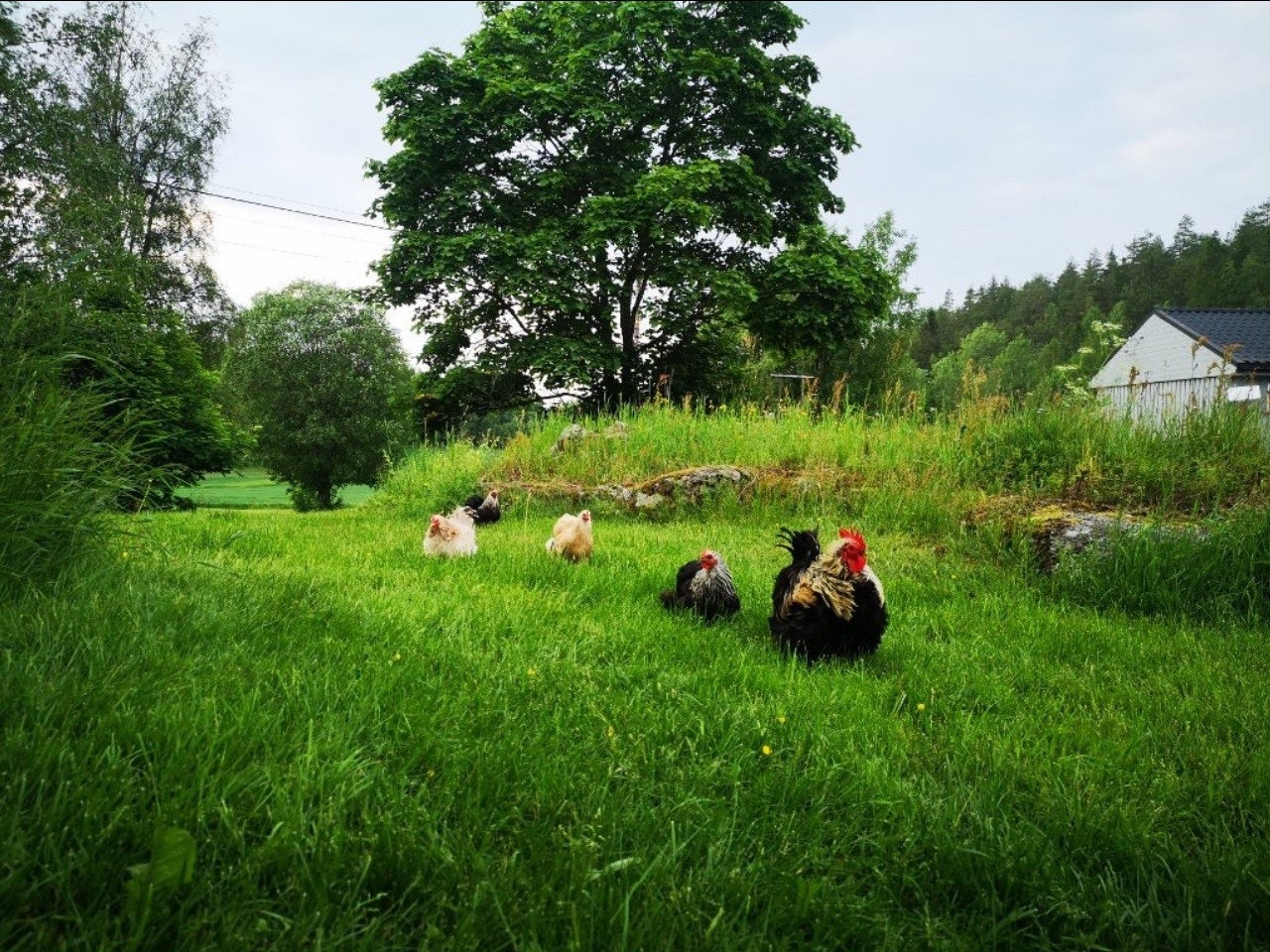 I Olbergveien 158 kan hønene leve sitt beste liv! Galleribilde