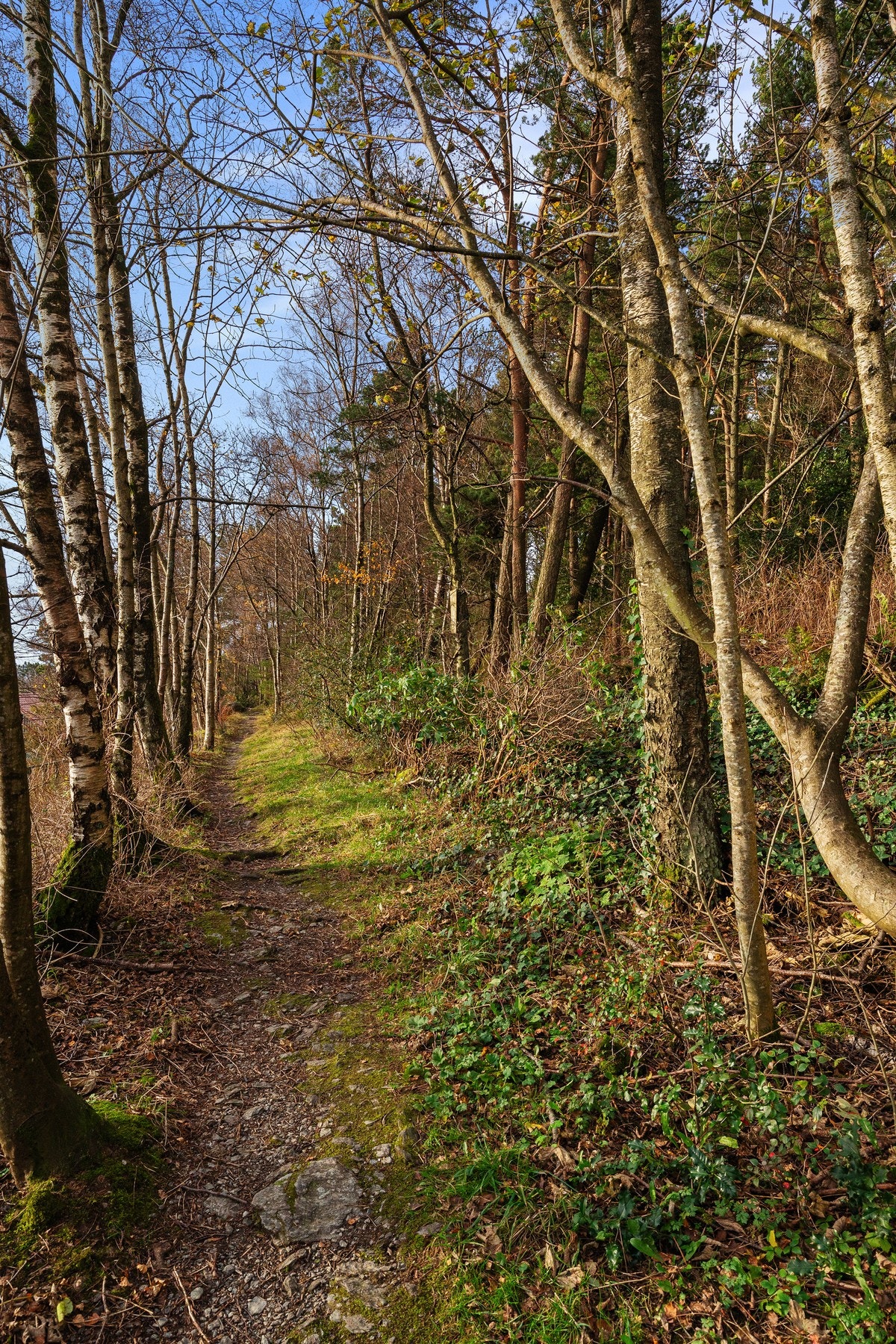 Et etablert og etterspurt boligområde med turmuligheter rett utenfor dørstokken. Galleribilde