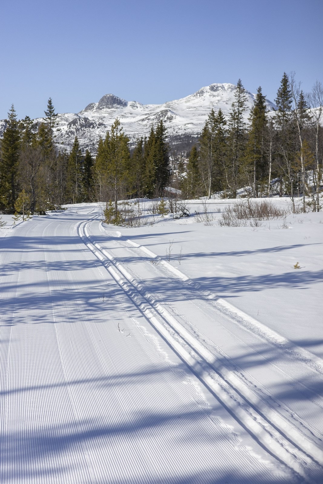 Godt oppkjørte skiløyper i umiddelbar nærhet fra hytta Galleribilde