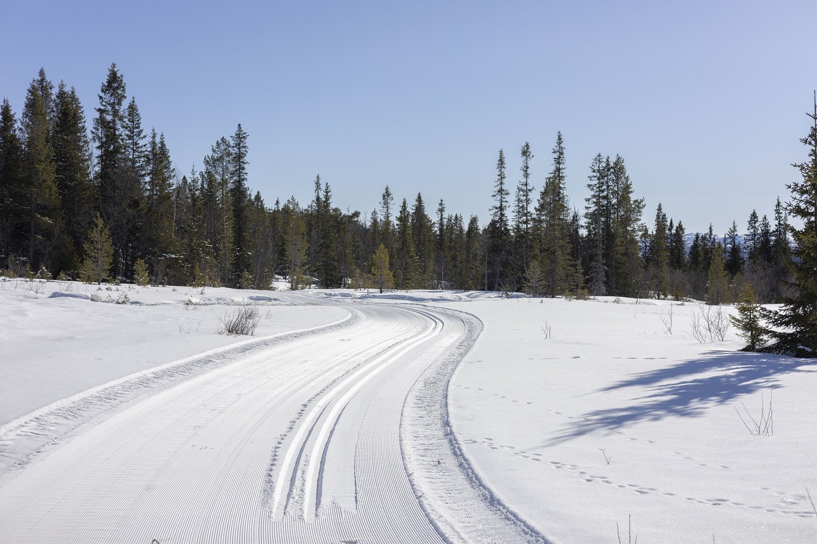 Godt oppkjørte skiløyper i umiddelbar nærhet fra hytta Galleribilde
