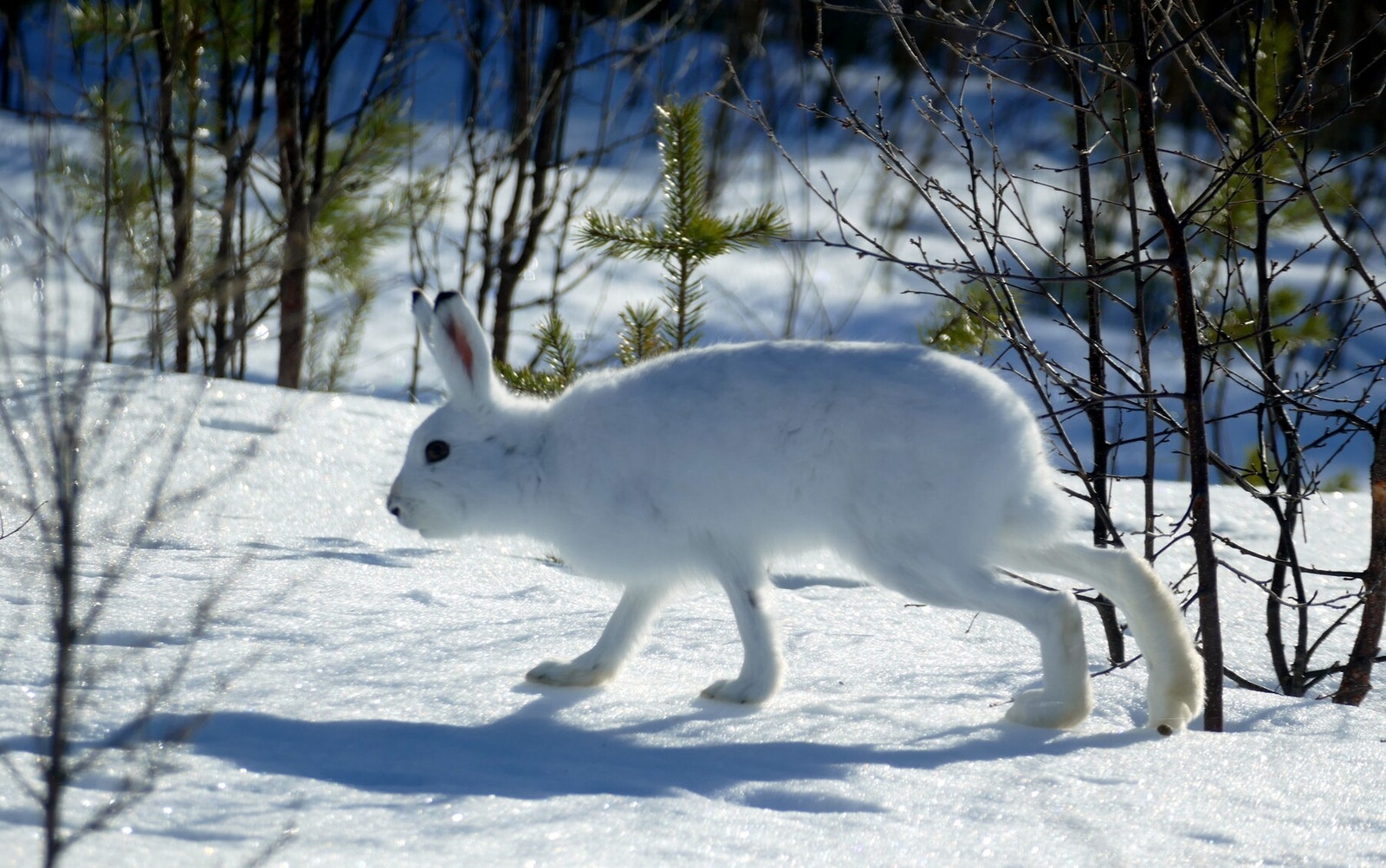 Private bilder. Galleribilde