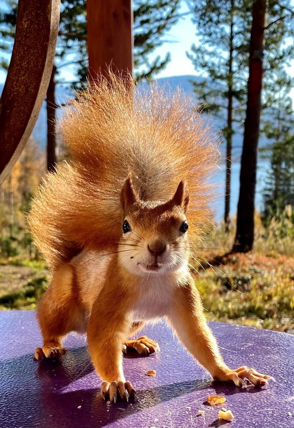 Private bilder. Galleribilde