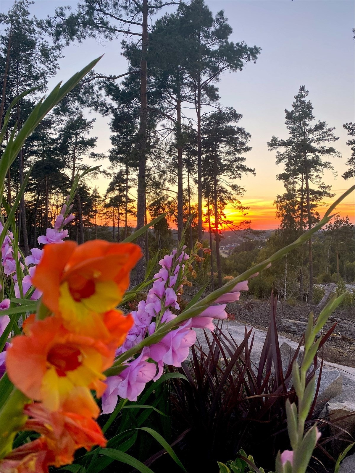 Utsikt fra verandaen en sen sommerkveld. Selgers private bilde. Galleribilde
