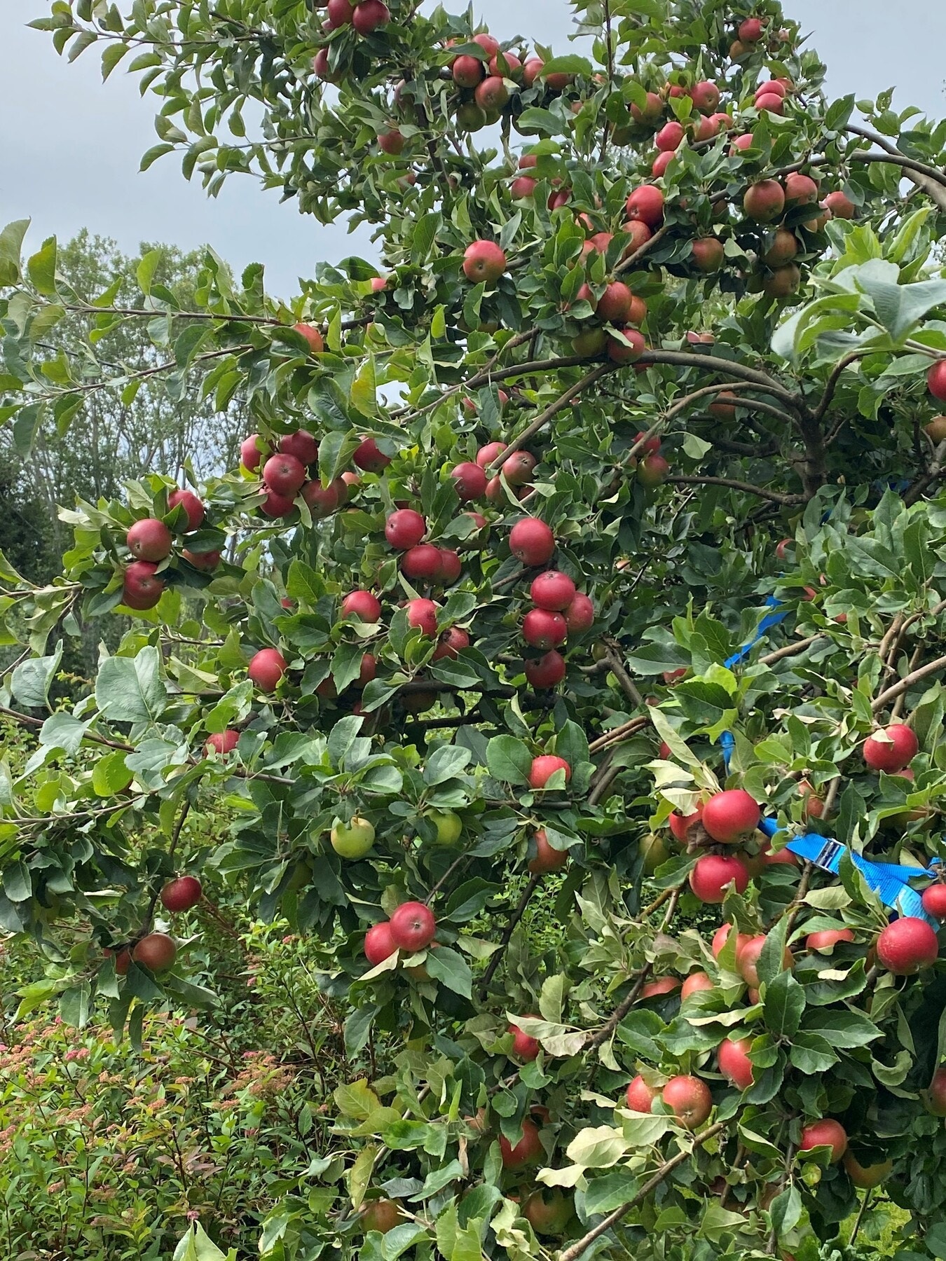 Selgers bilde Galleribilde