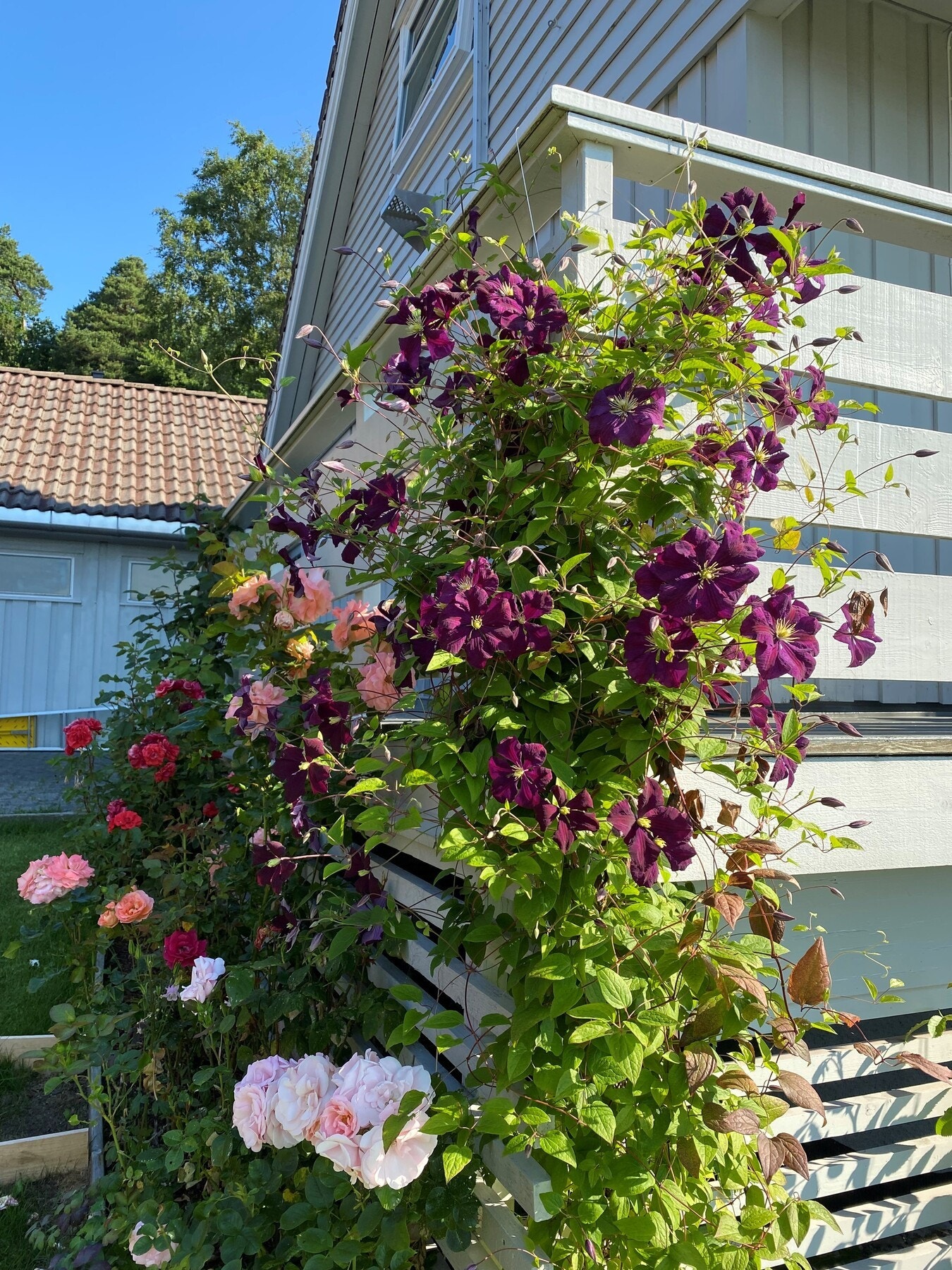 Selgers bilde Galleribilde