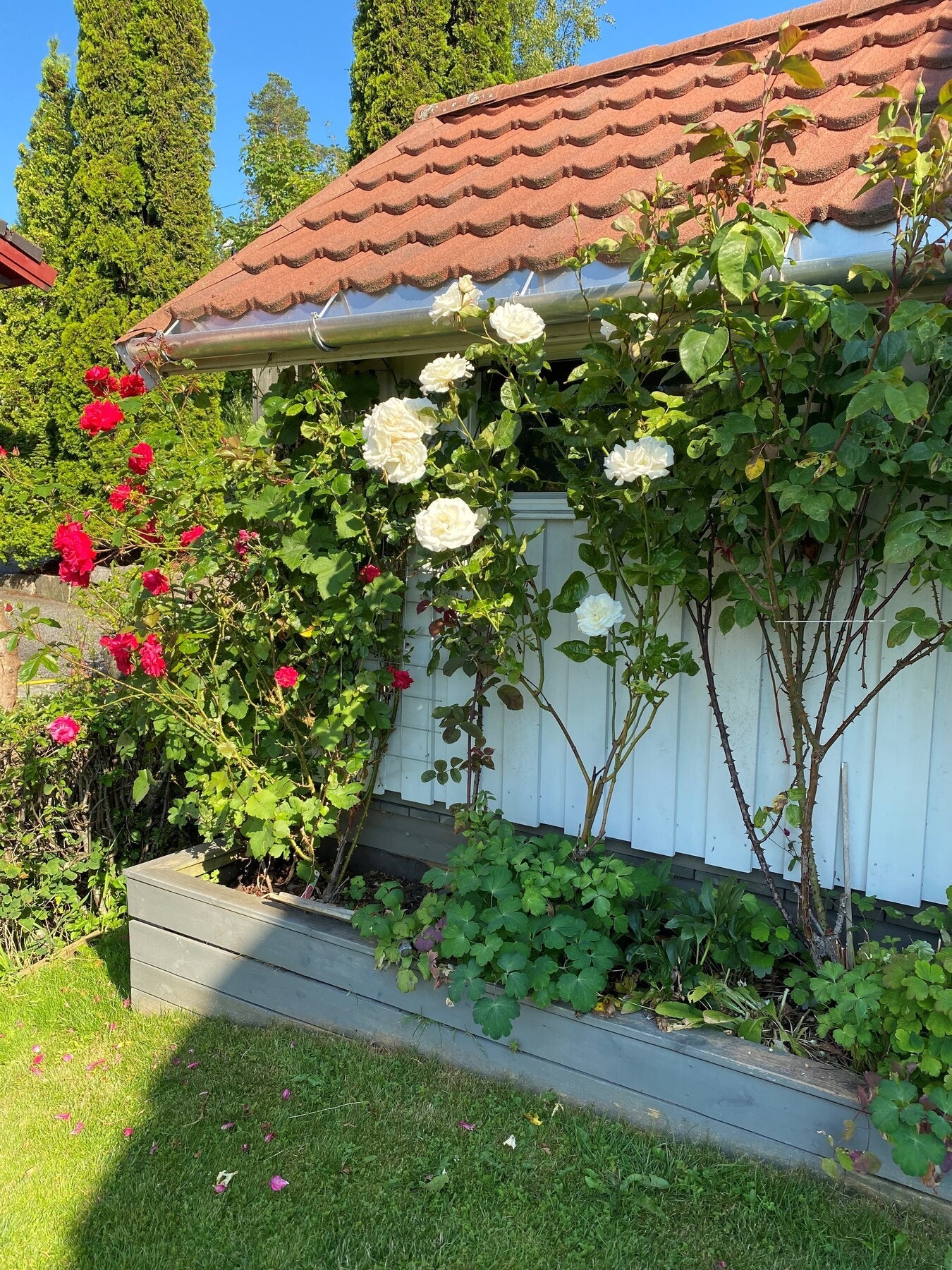 Selgers bilde Galleribilde