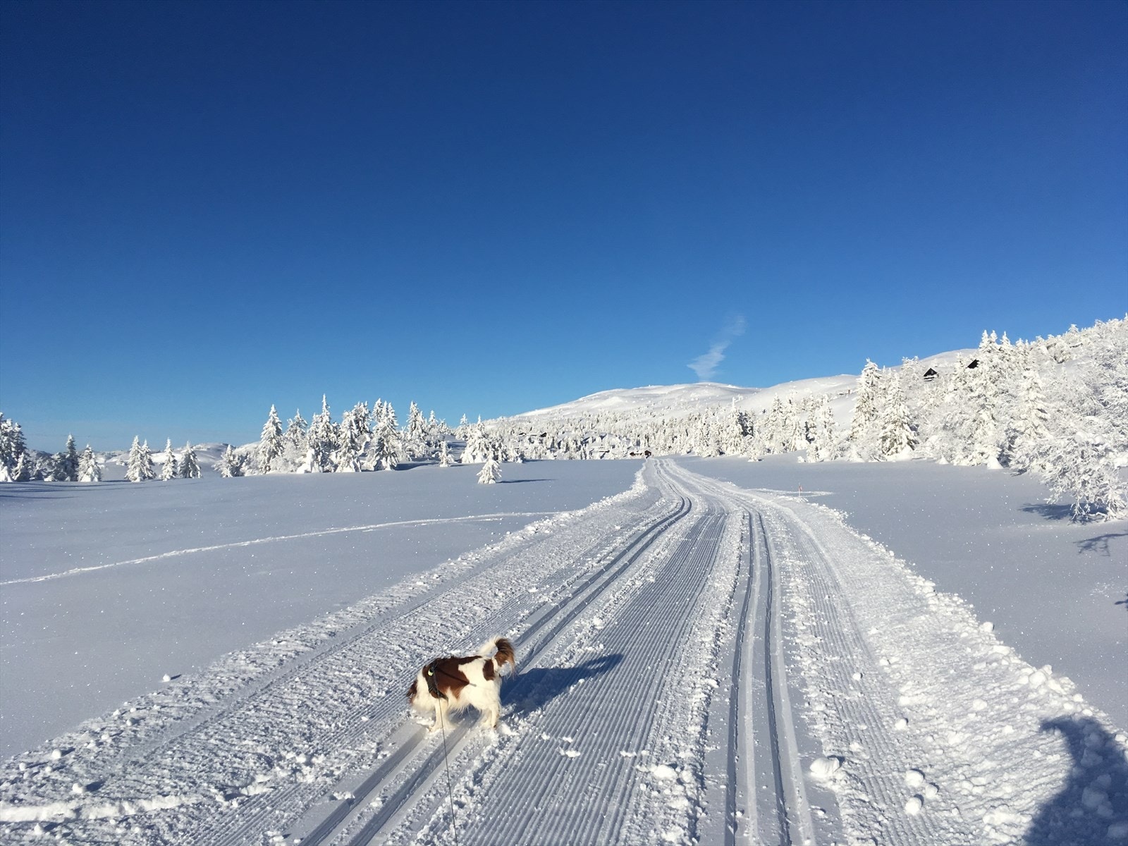 Med milevis av flotte skiløyper er det bae å glede seg til gode dager på fjellet! (Selgers egne bilder) Galleribilde