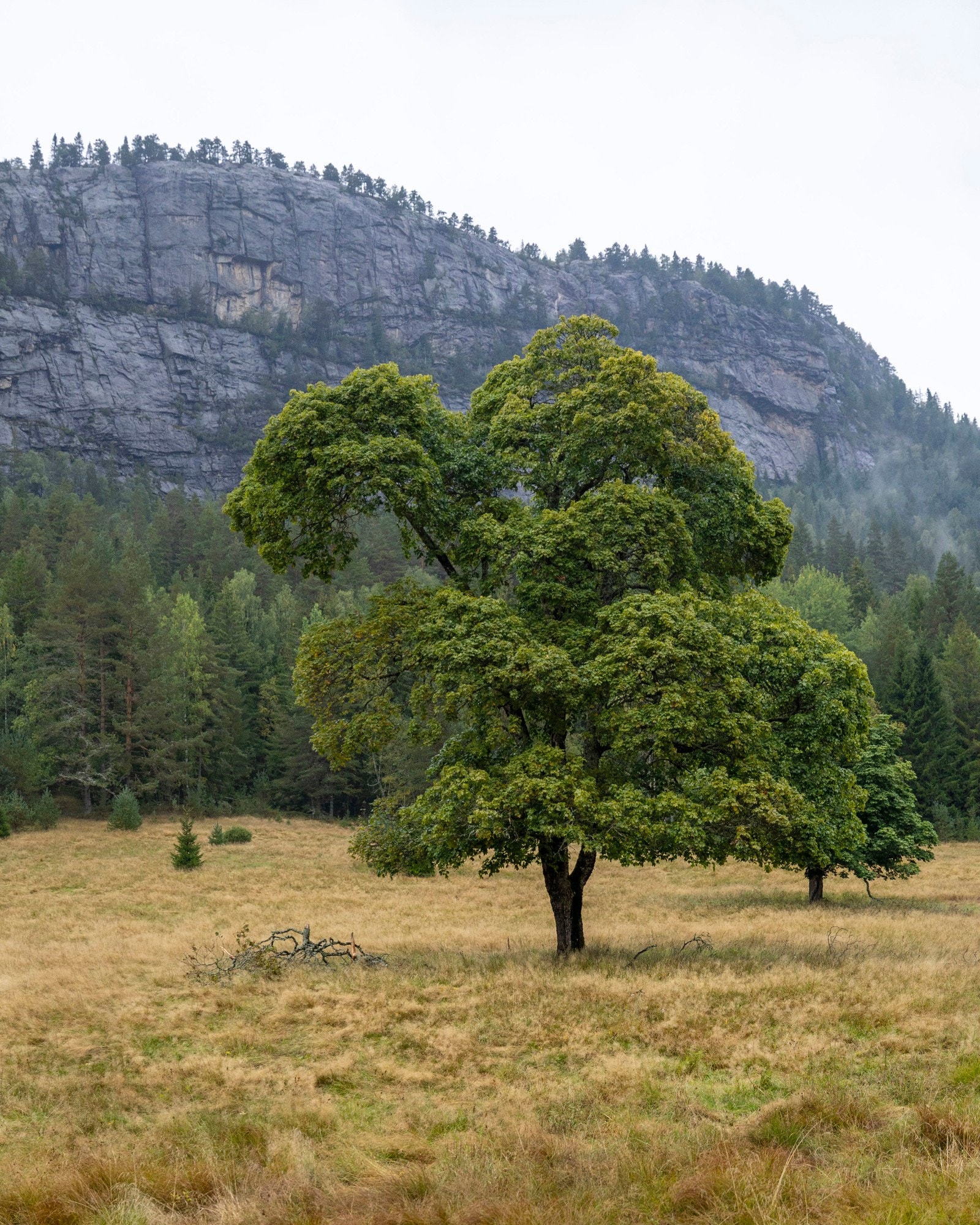 Dyrka mark rundt tunet Galleribilde