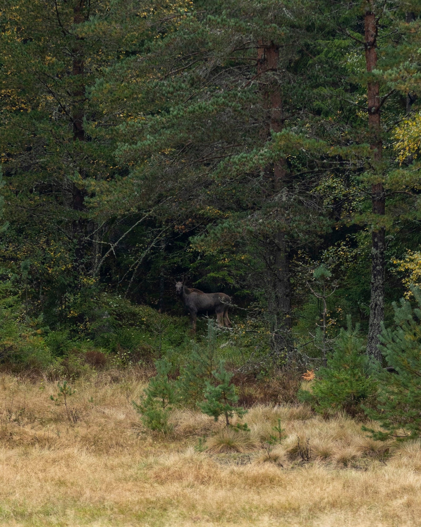 Eiendommen er et fantisk sted for jakt og friluftsopplevelser Galleribilde