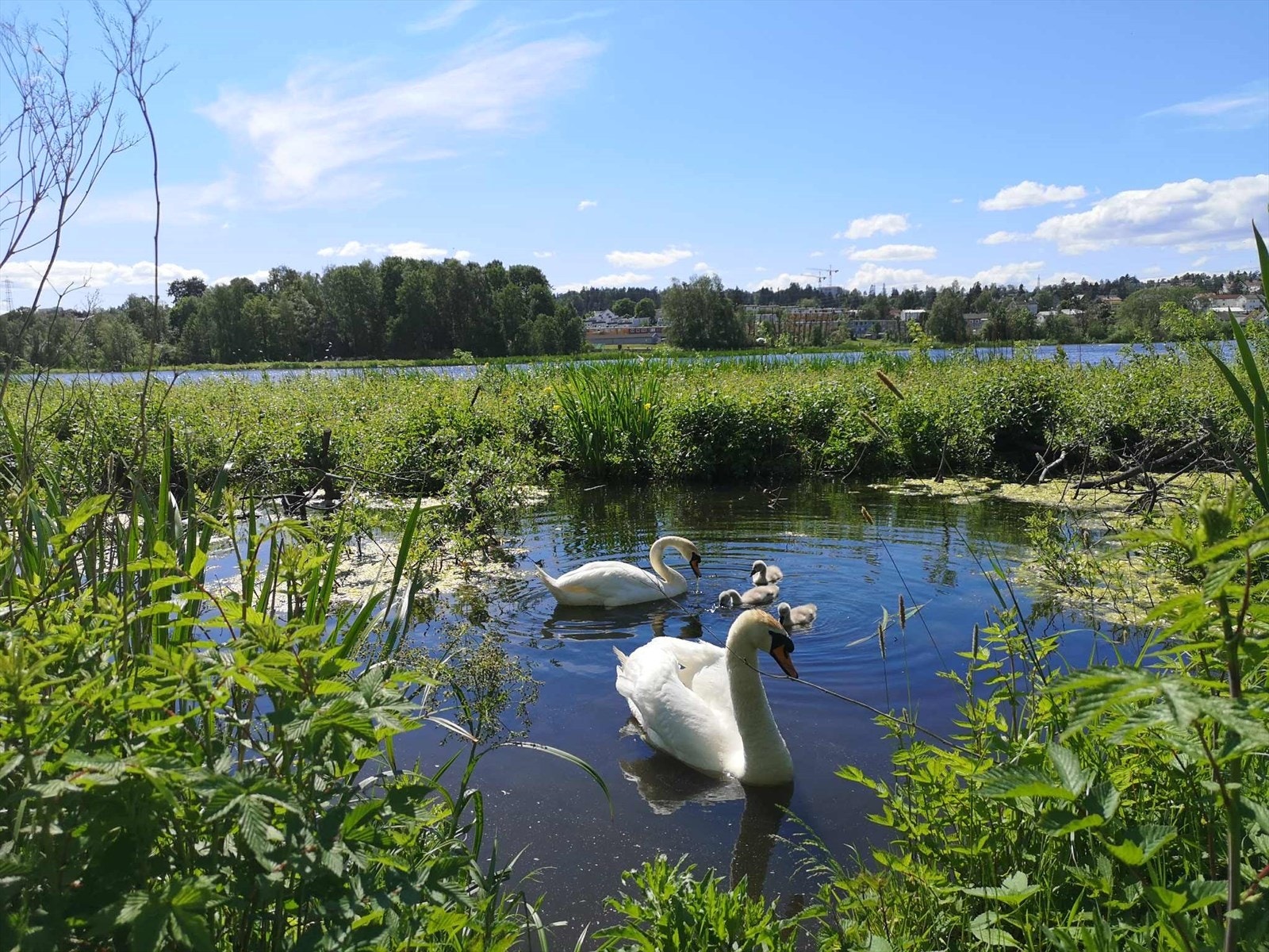 Dyrelivet ved Østensjøvannet er både rikt og mangfoldig _ et ekte naturfenomen midt i Oslo by. Galleribilde