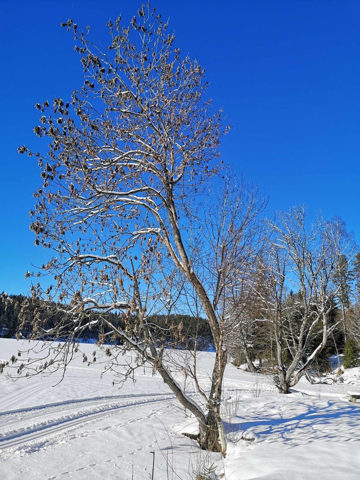 Østmarka byr på fine skimuligheter gjennom vinteren Galleribilde