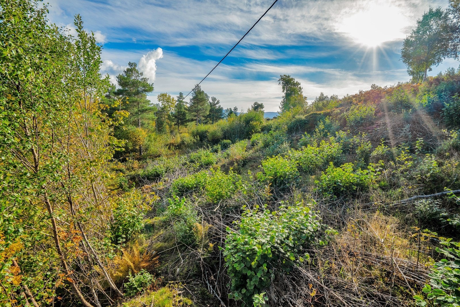 Idylliske Einset Galleribilde