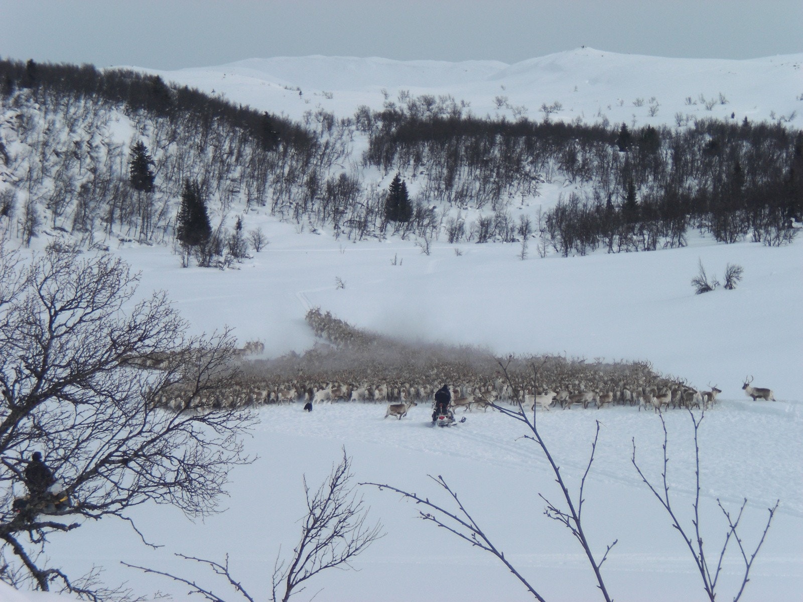 Omerådet kan by på fantastiske naturopplevelser. Vinterstid kan en være heldig å se flokker med rein. Galleribilde