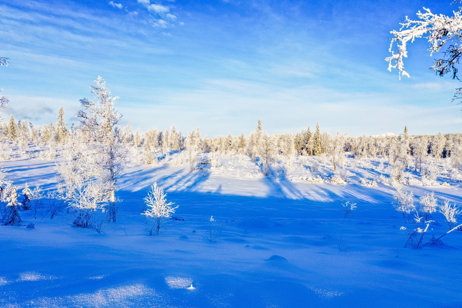 Tomtene ligger ca. 870-920 m.o.h. Galleribilde