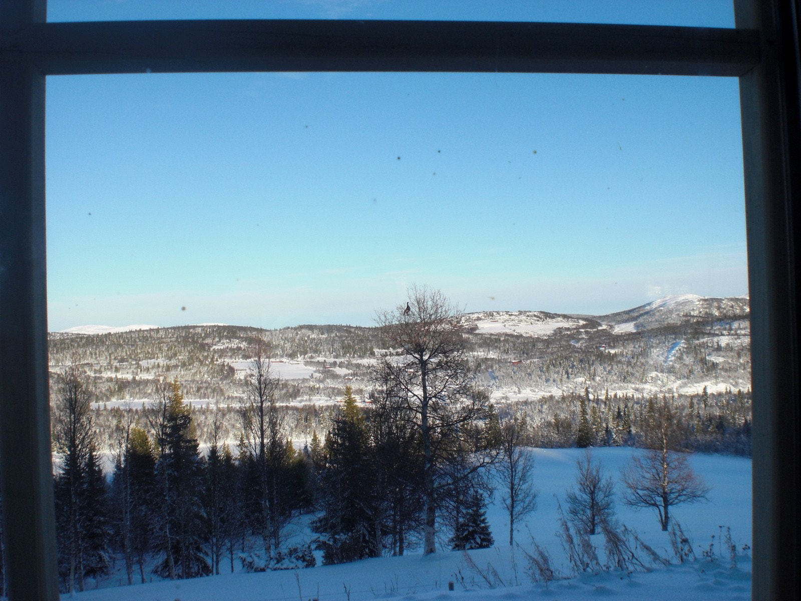 Orrhane i bjørka - selgers eget bilde fra området Galleribilde