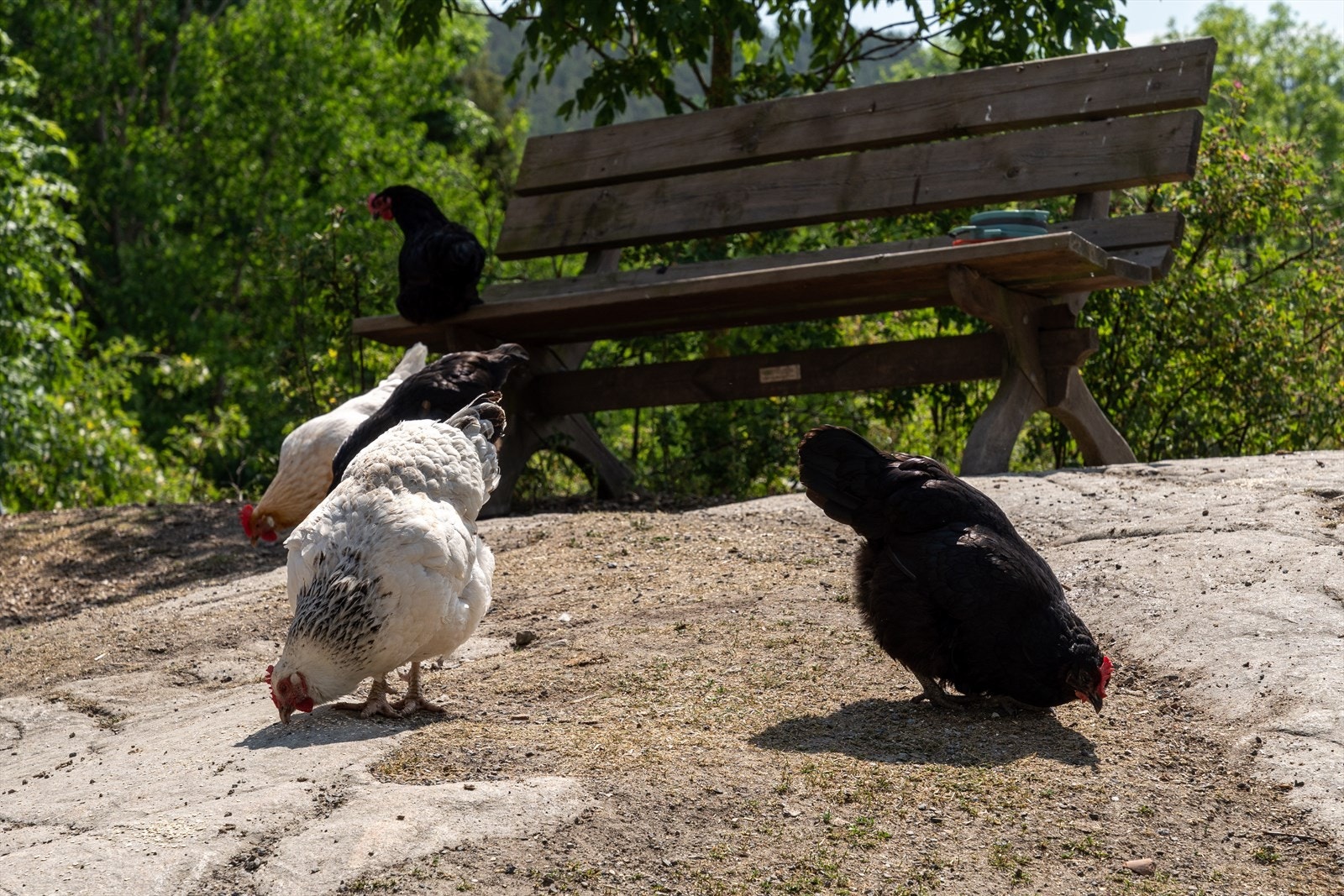 Søndre Ås gård Galleribilde