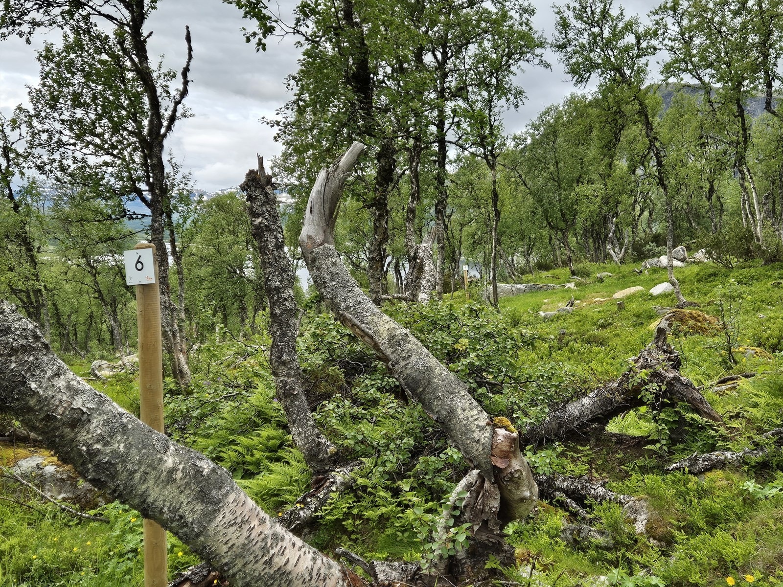 Tomt 6: Kr. 1 450 000,- Galleribilde