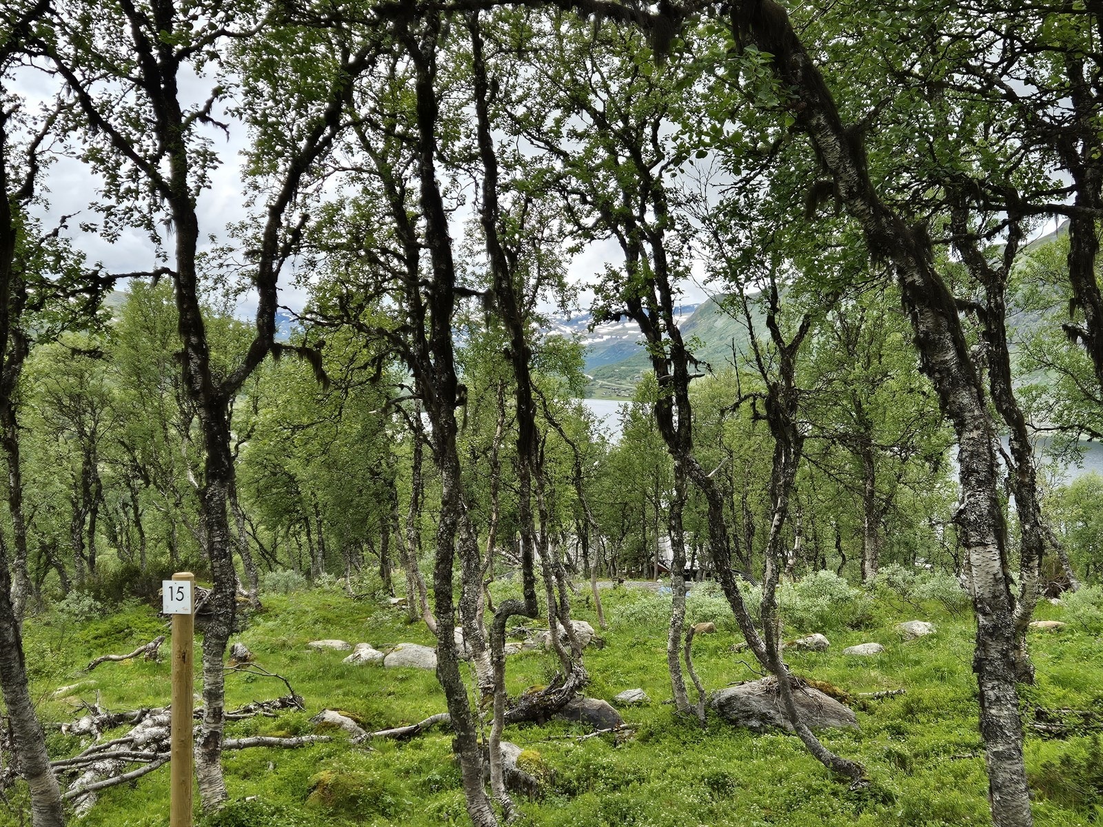 Tomt 15: Kr. 1 500 000,- Galleribilde