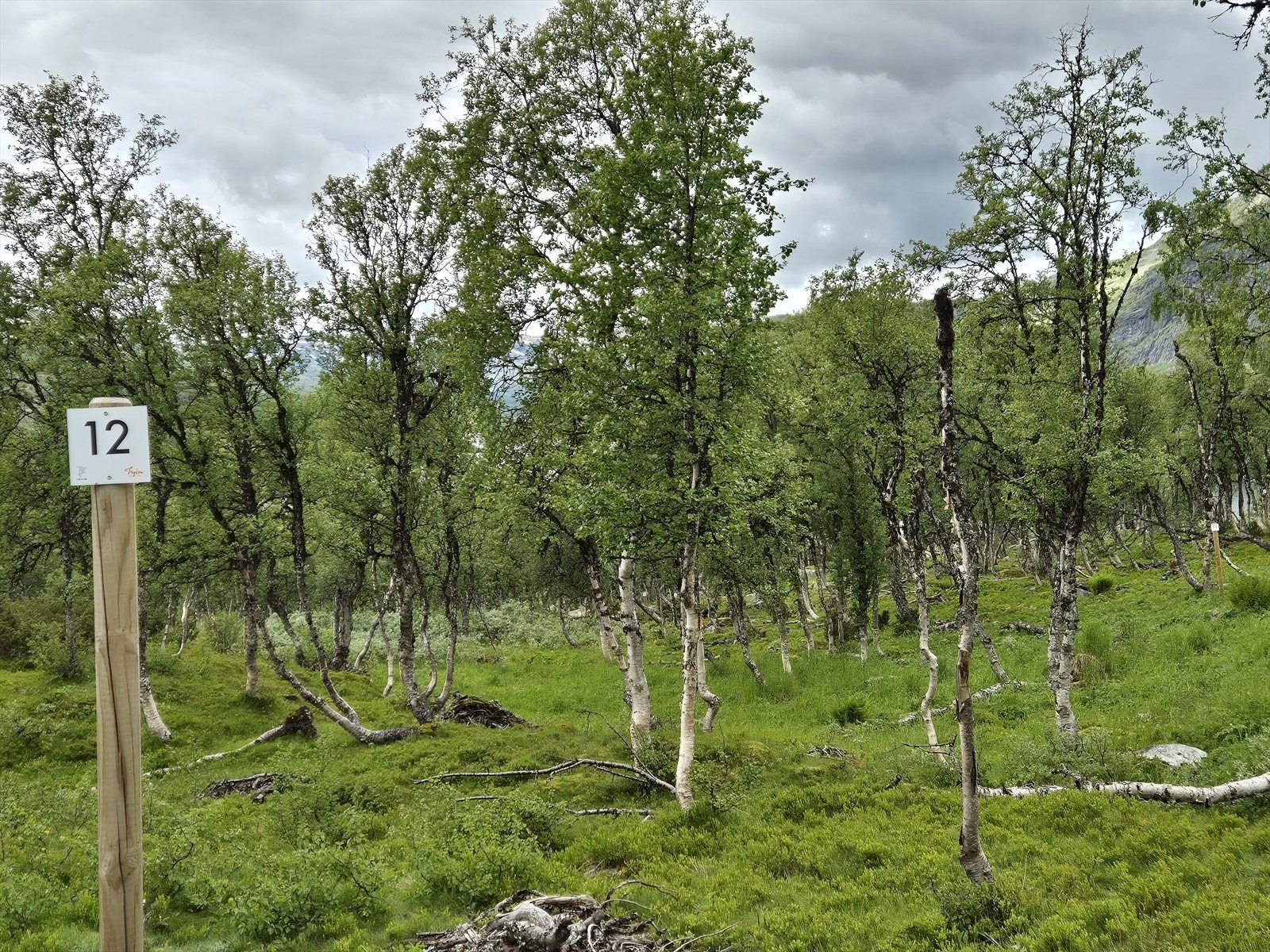 Tomt 12: Kr. 1 550 000,- Galleribilde