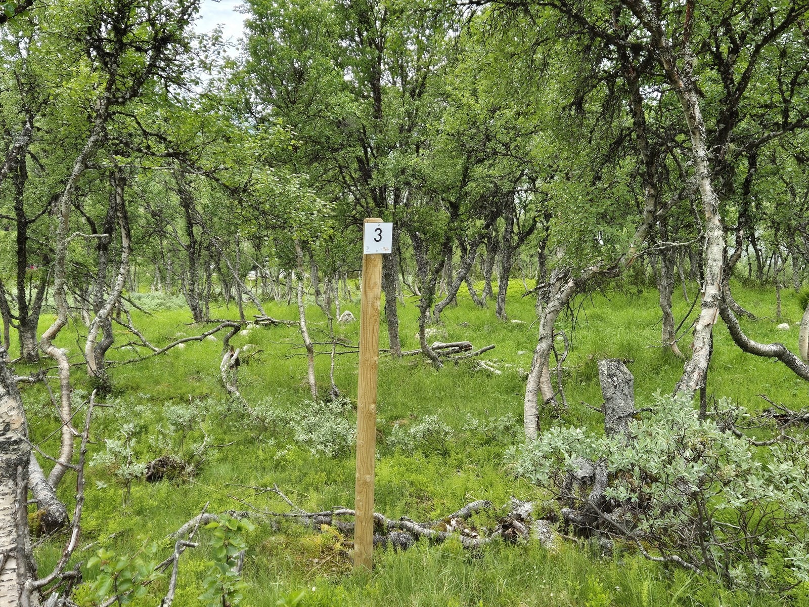 Tomt 3: Kr. 1 750 000,- Galleribilde