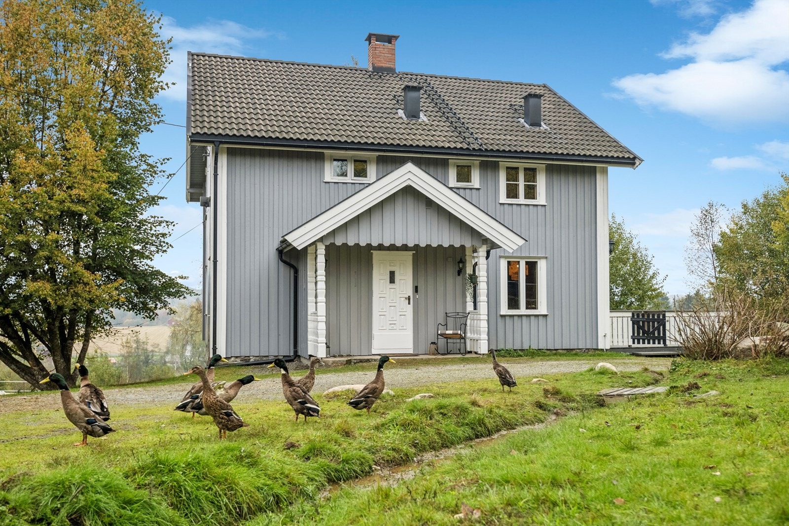 Endene går i dag fritt på tunet. Galleribilde