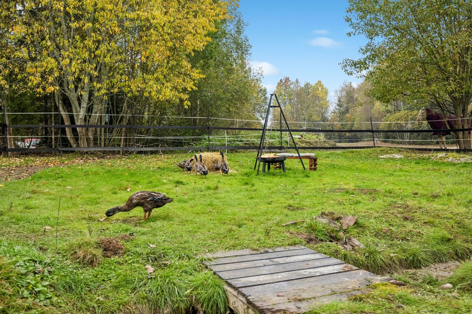 Landlig idyll hvor det har vært frittgående ender på tunet. Galleribilde