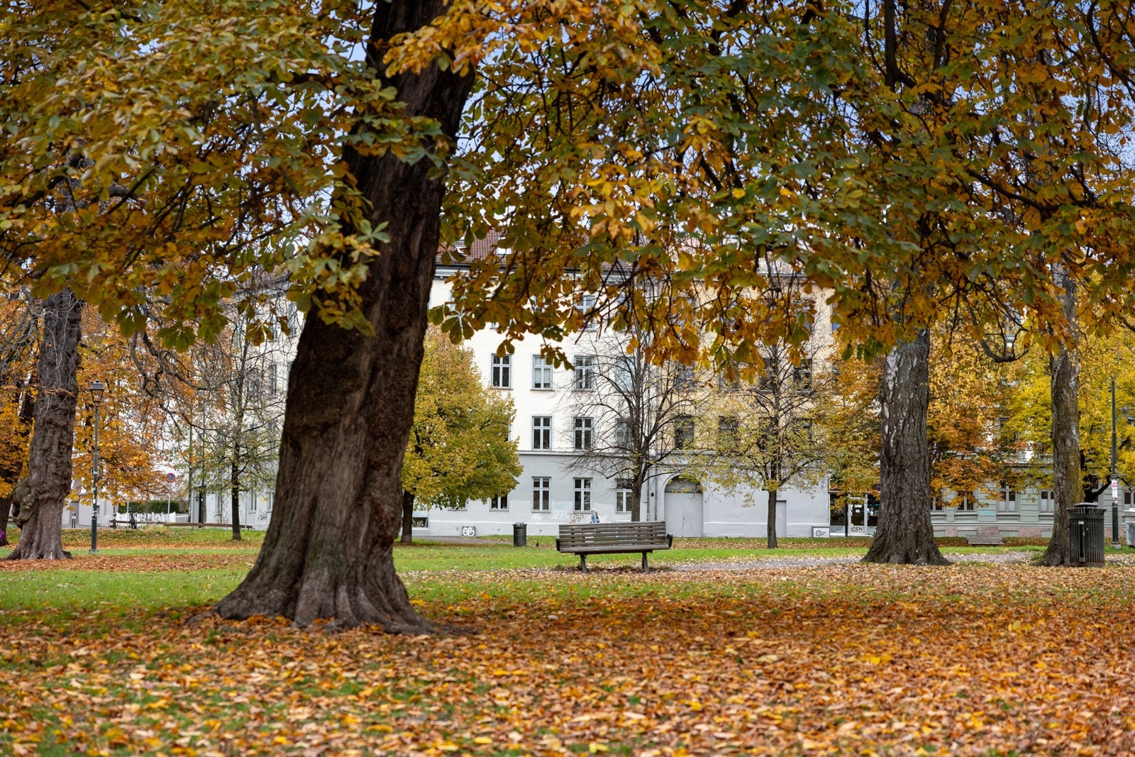 Høststemning i Sofienbergparken Galleribilde