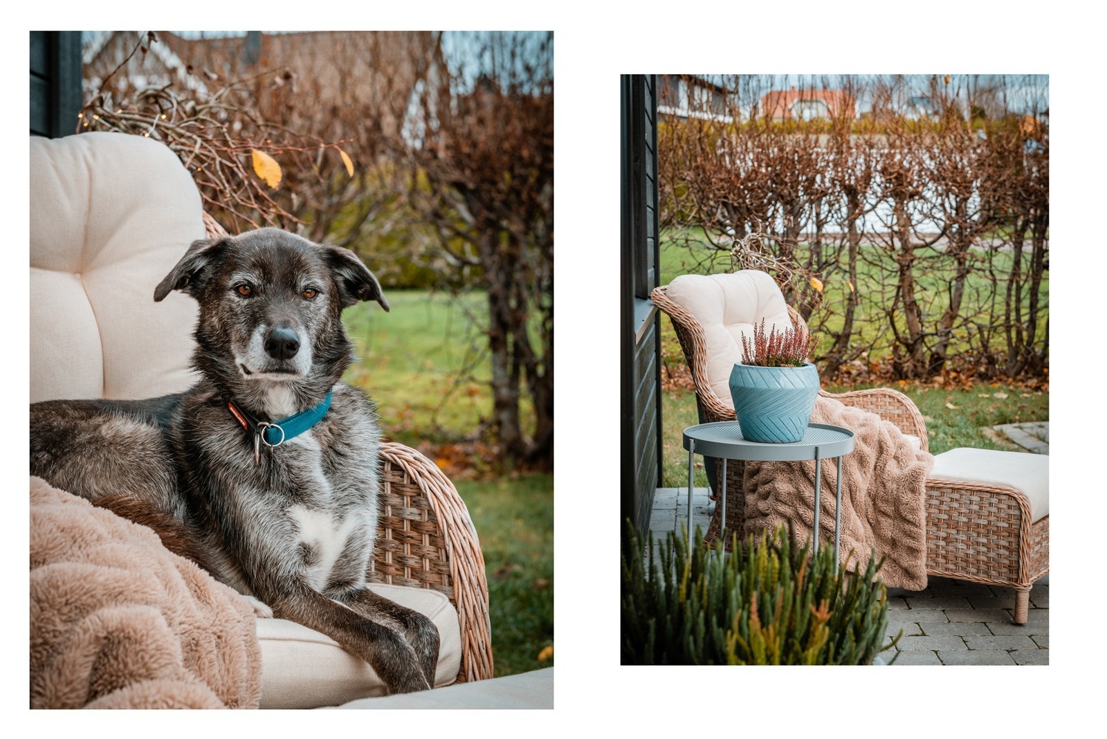 I sameiet er det lov med dyrehold Galleribilde