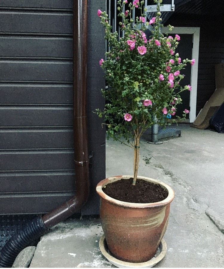 Leiligheten ligger i en veldrevet gård med totalt seks leiligheter Galleribilde