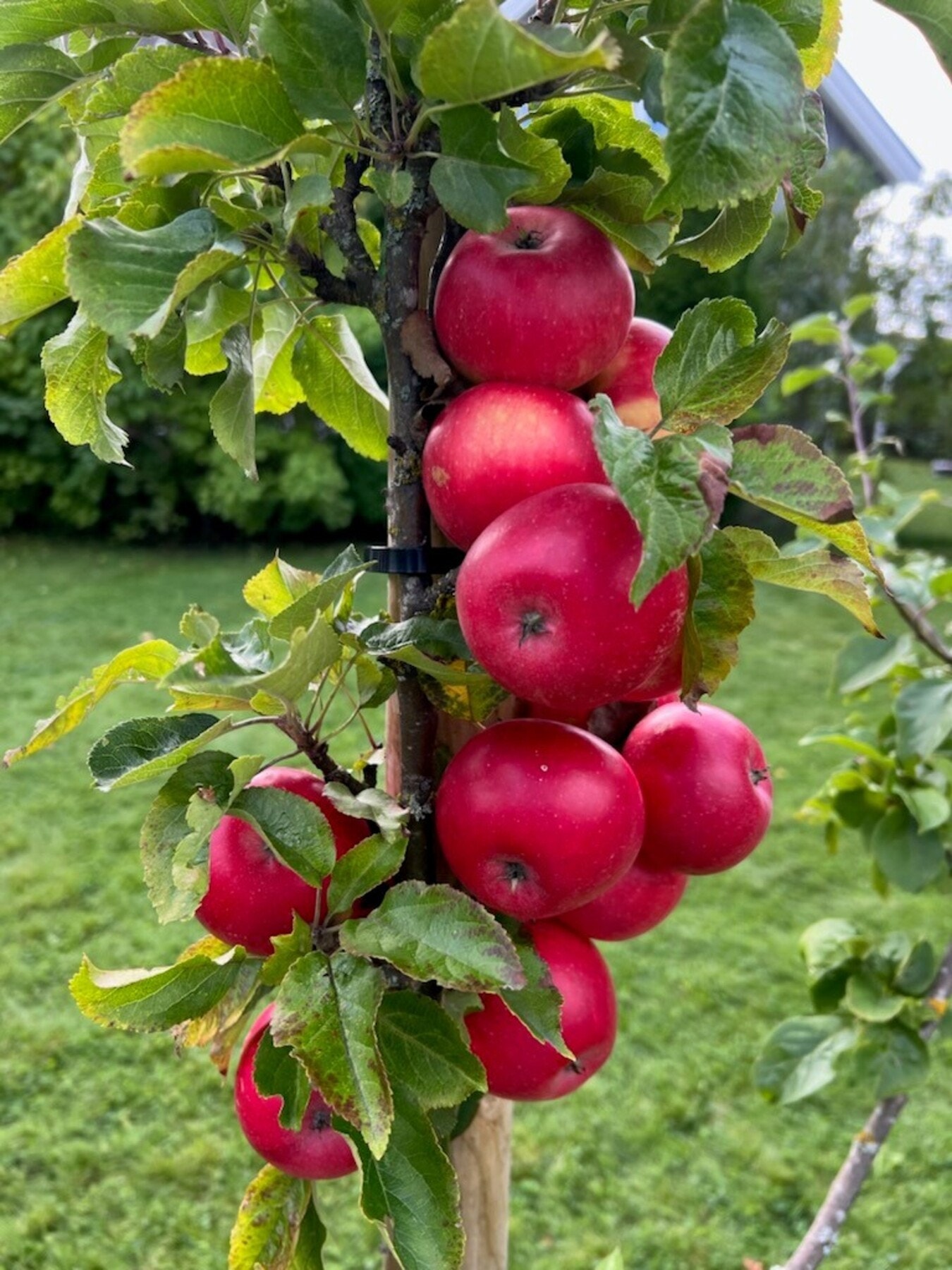 Hagen kan by på friske epler og moreller (Privat bilde). Galleribilde