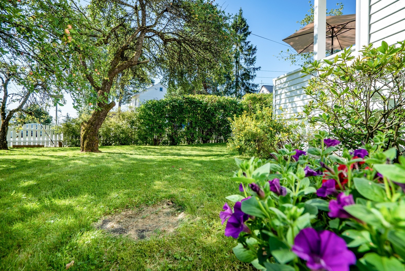 Pent beplantet hage, med tuja, flere rododendron, frukttrær og stauder. Galleribilde