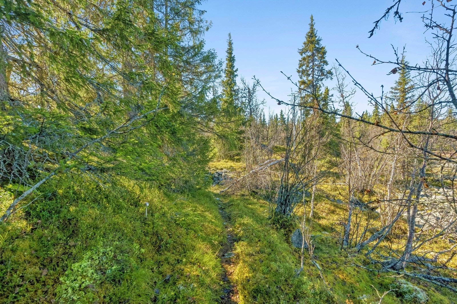 På Aurdalsåsen er det flere vakre fjellvann og det fine stier opp til fjelltopper med nydelig utsikt, gjerne til både Hallingdal og Jotunheimen. Galleribilde