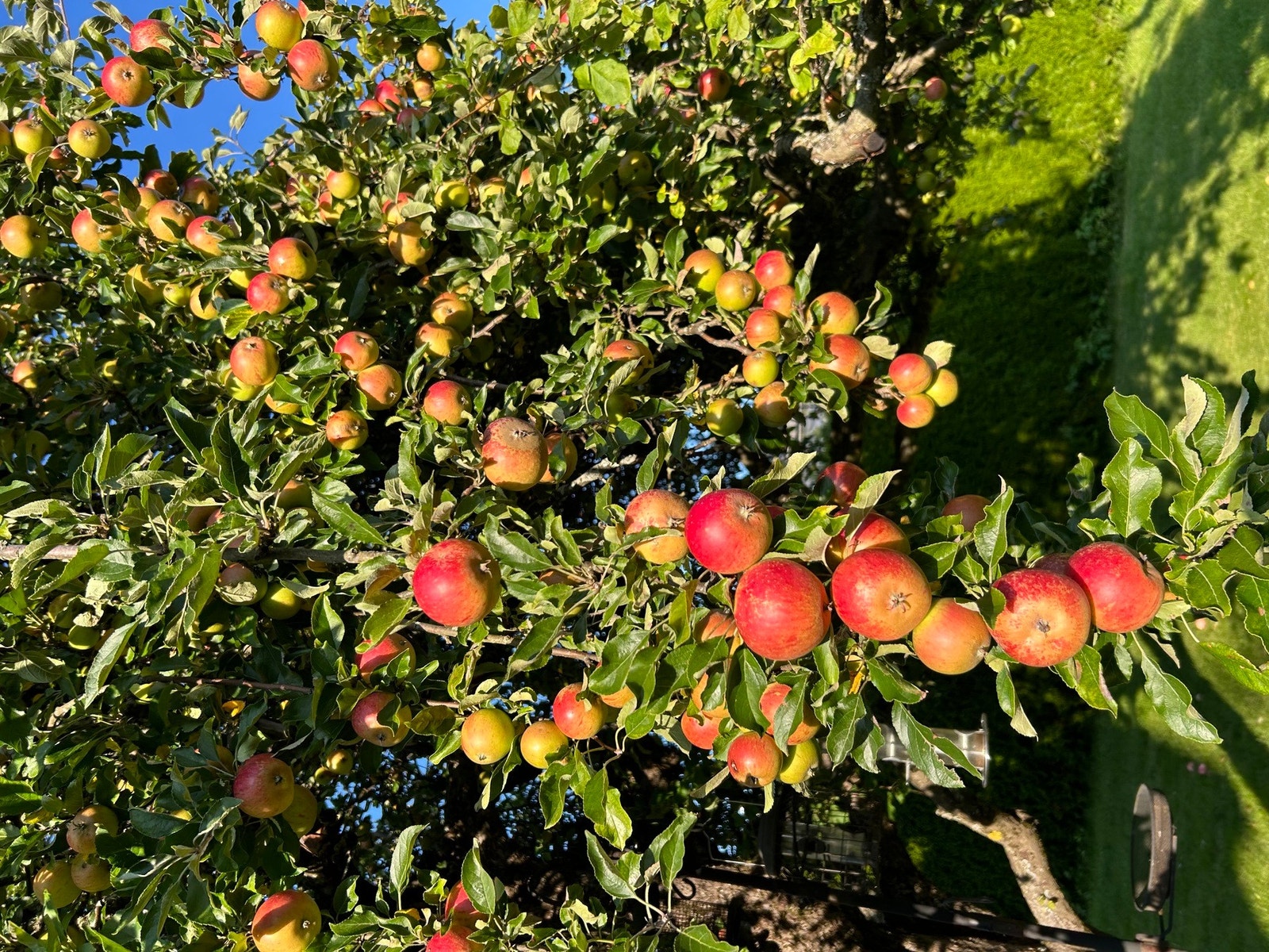 Her er det et godt utvalg av kortreist frukt Galleribilde