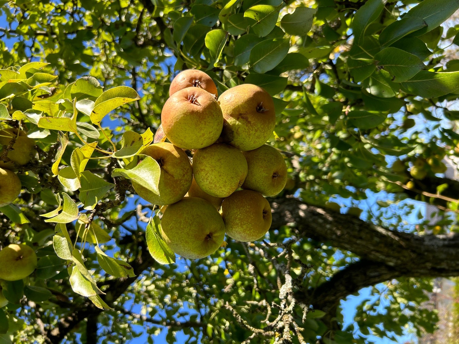 Pærer, plommer, rips, epler mm - litt for både små og store... Galleribilde