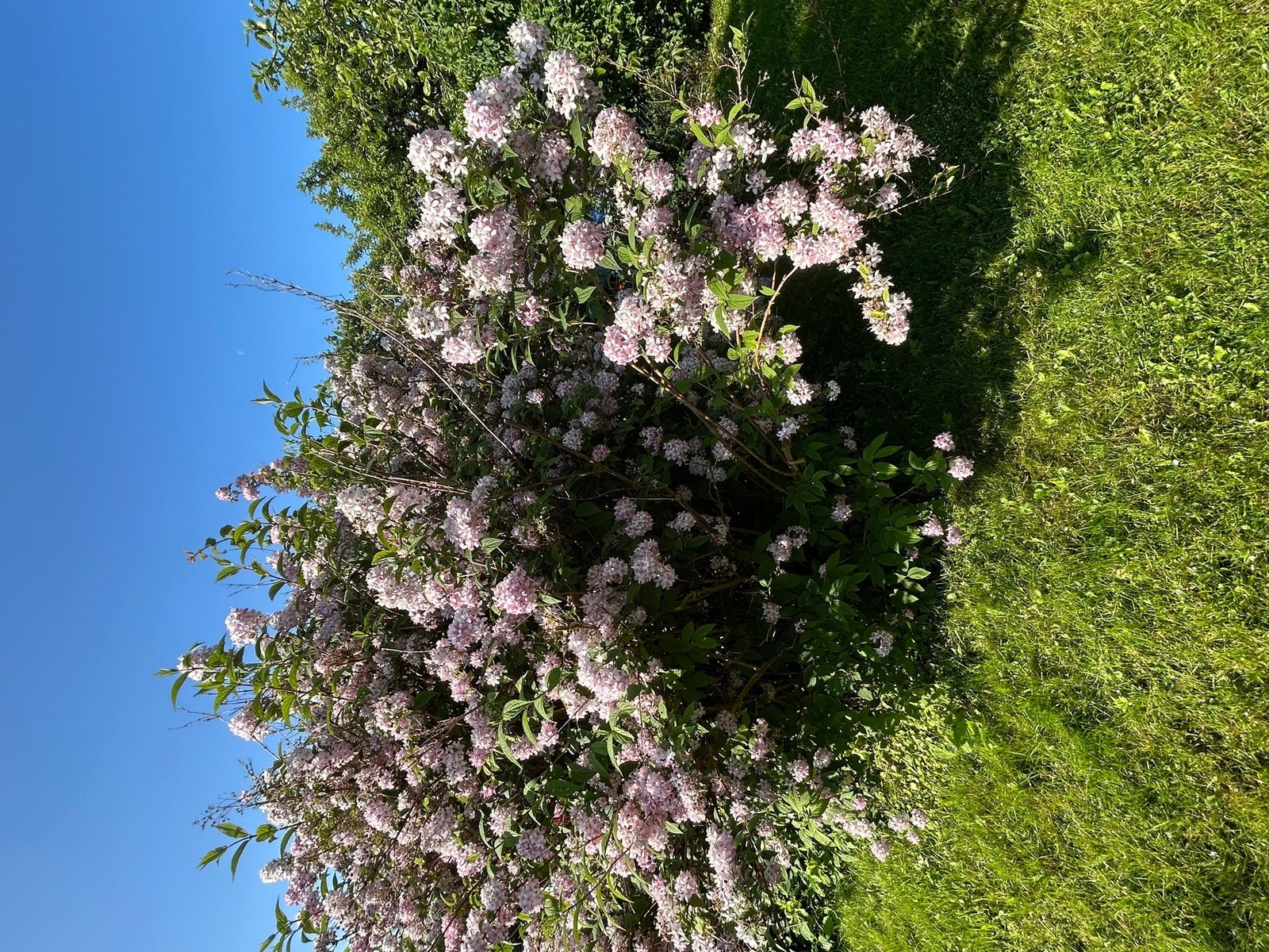 Sommer i Baglerveien Galleribilde