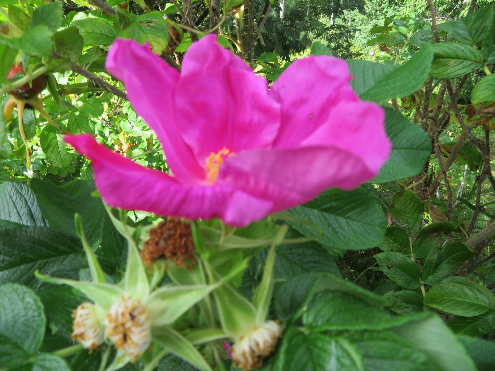 Nyperose fra byggeår . Galleribilde