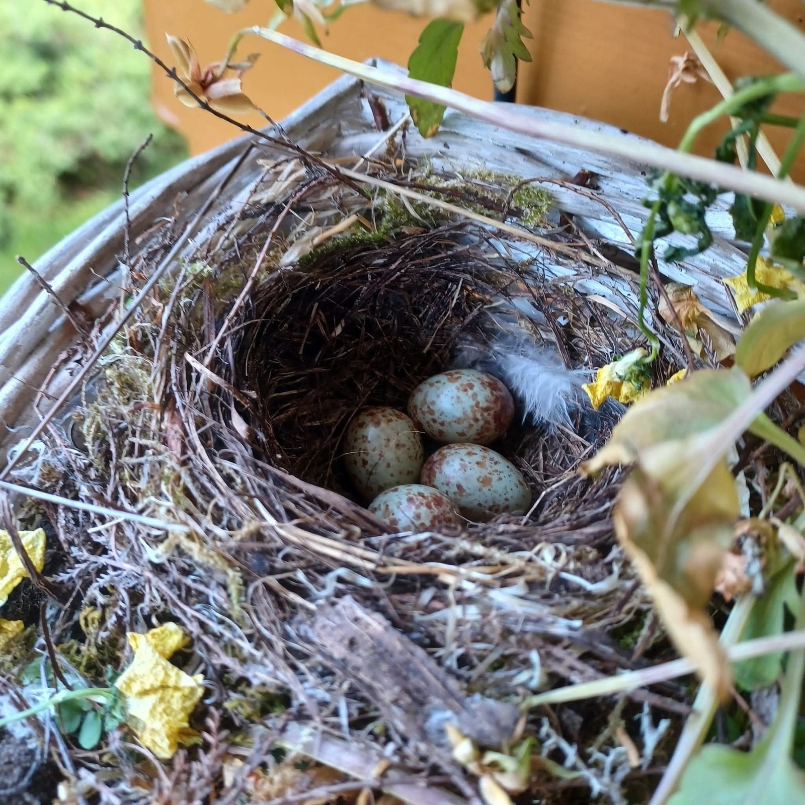 Reir i blomsterkassa utenfor :-) Galleribilde