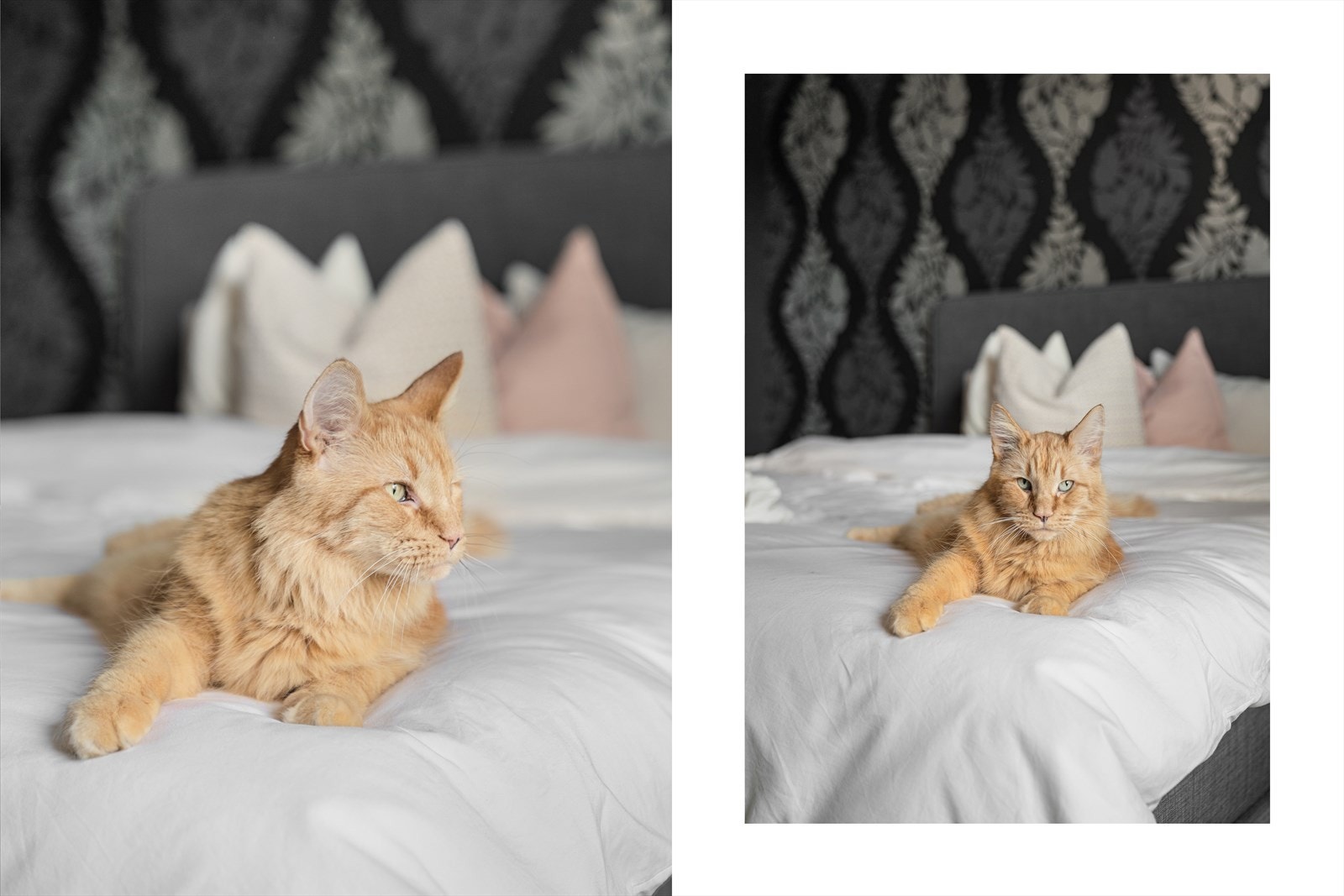 - Her vil både to- og firbeinte trives - Galleribilde