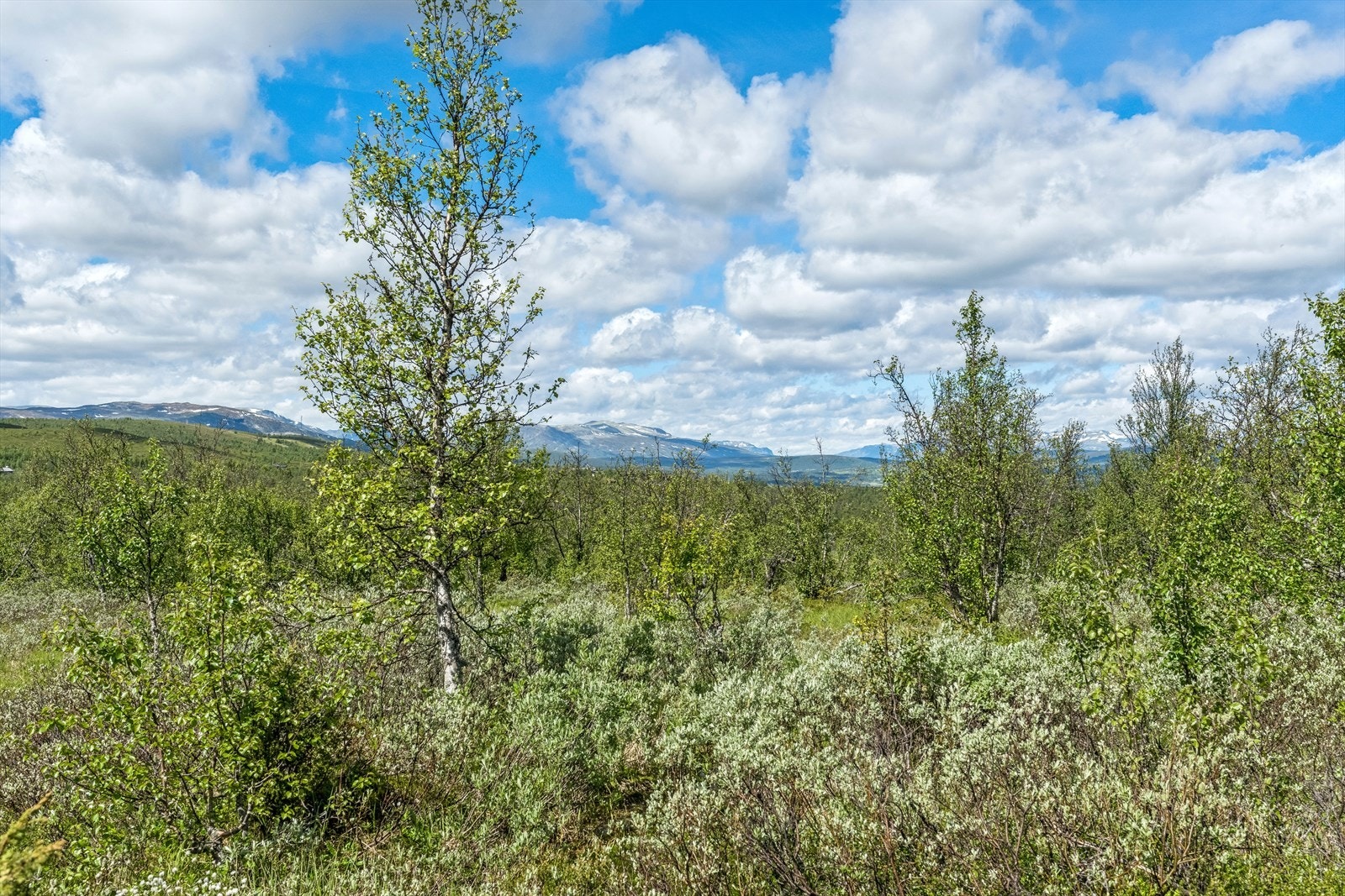 Her kan en nyte roen, stillheten og ikke minst, nærheten til naturen på en stor, idyllisk eiertomt ca. 975 moh. Galleribilde