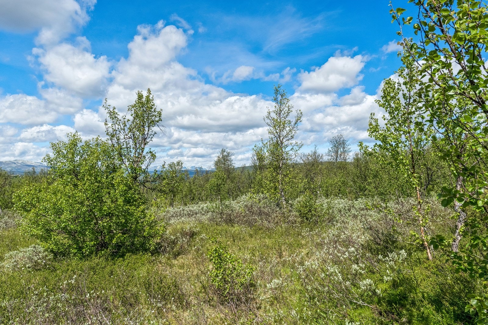 Den ligger meget solrikt til nær store, ubebygde fjellområder. Galleribilde
