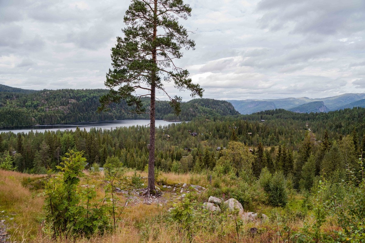 Utsikt mot Store Reiårsvatn Galleribilde
