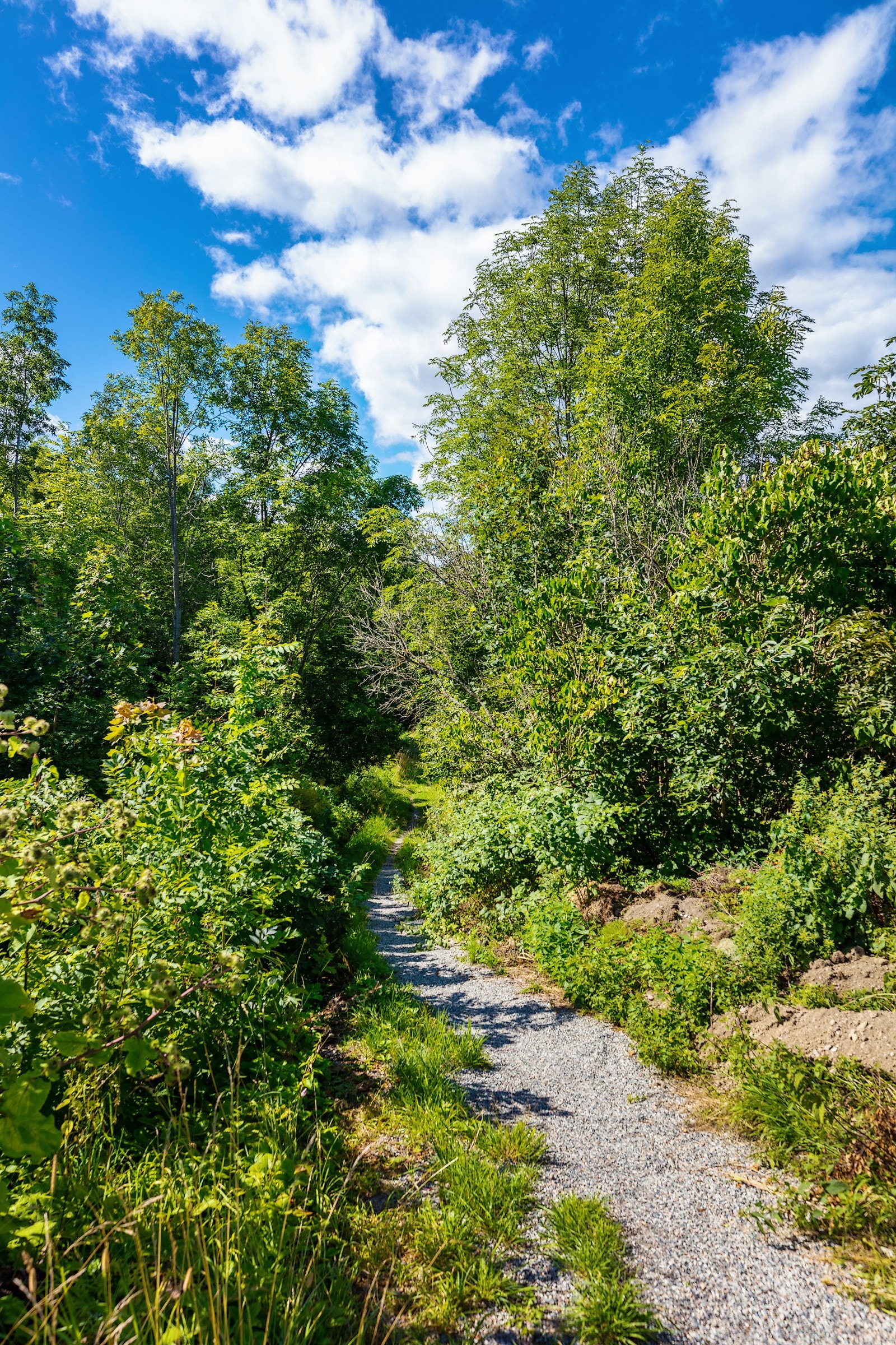 Sti igjennom tomten Galleribilde